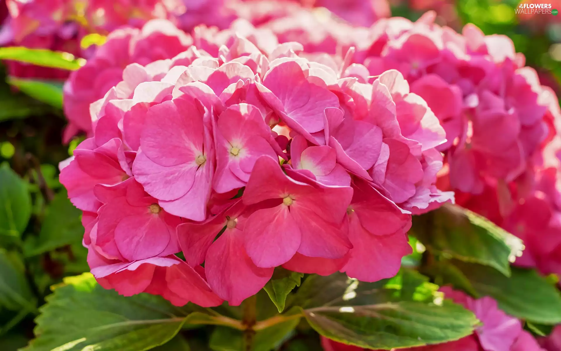 Flowers, hydrangea, rapprochement, Pink