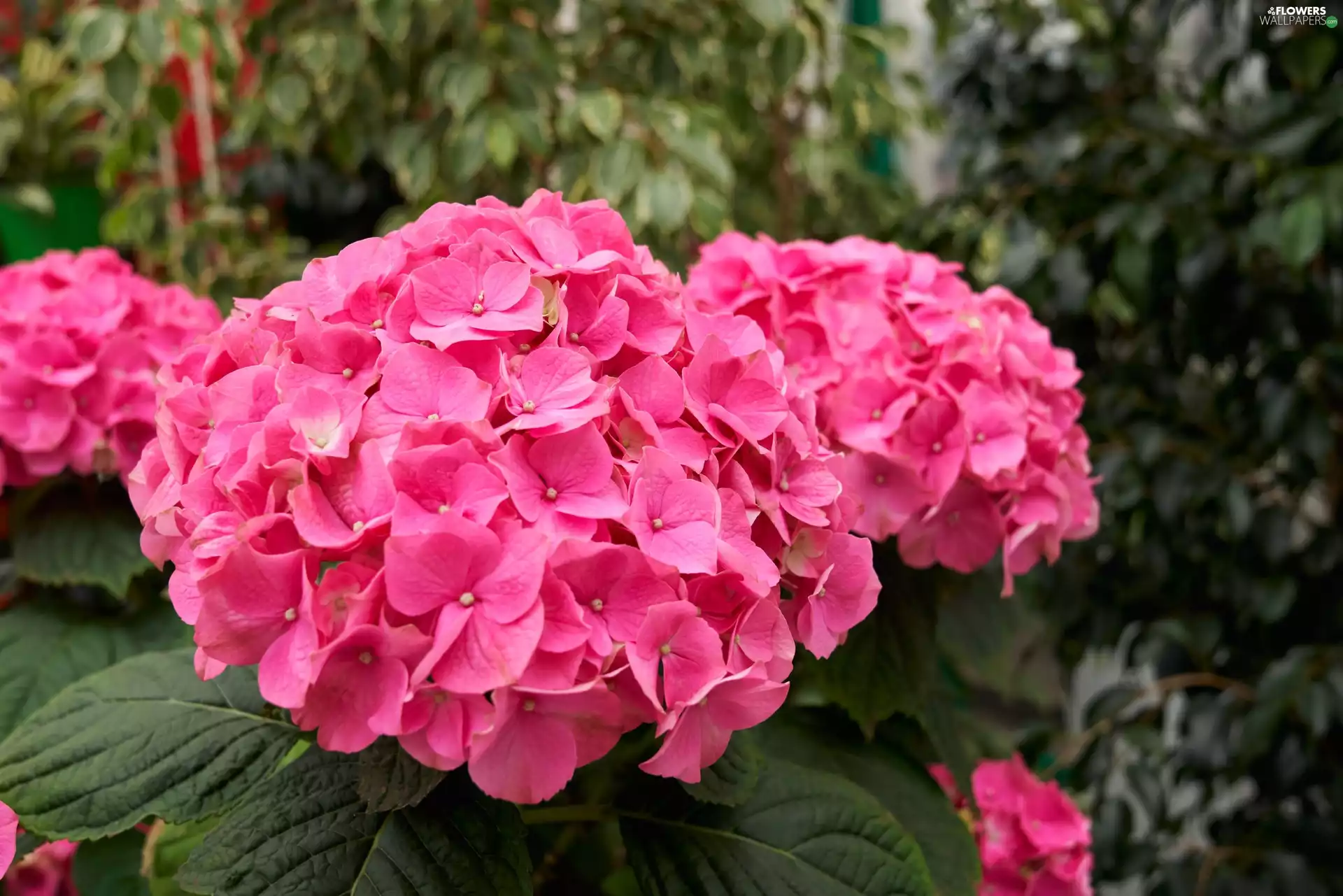Flowers, hydrangeas, rapprochement, Pink
