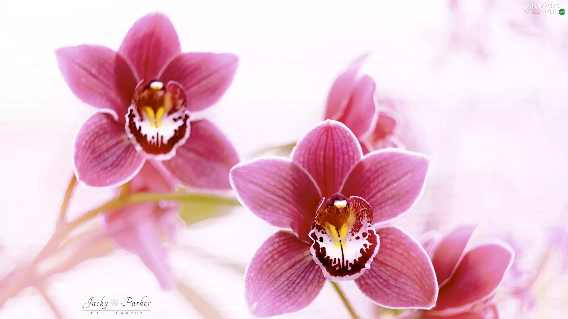 Flowers, orchids, rapprochement, Pink