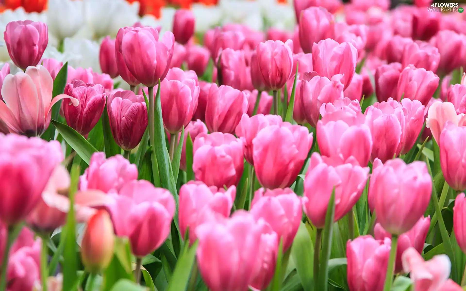 Flowers, Tulips, rapprochement, Pink