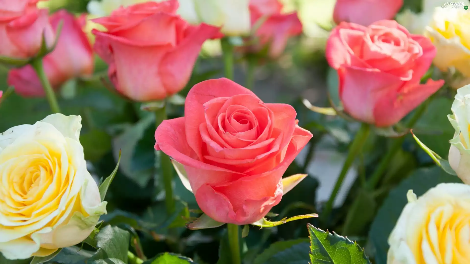 Flowers, Yellow, roses, Pink