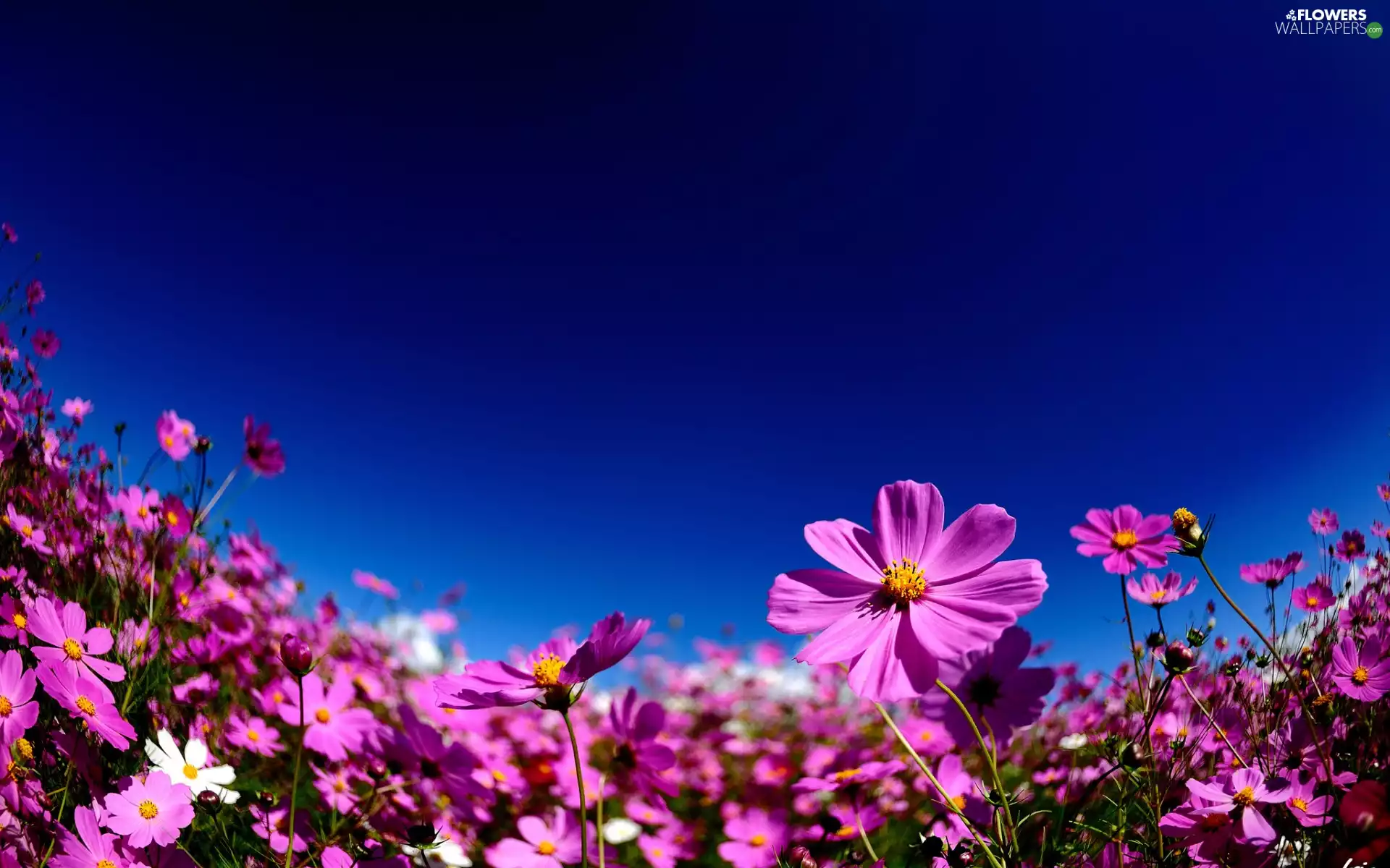 Flowers, Cosmos, Sky, Pink