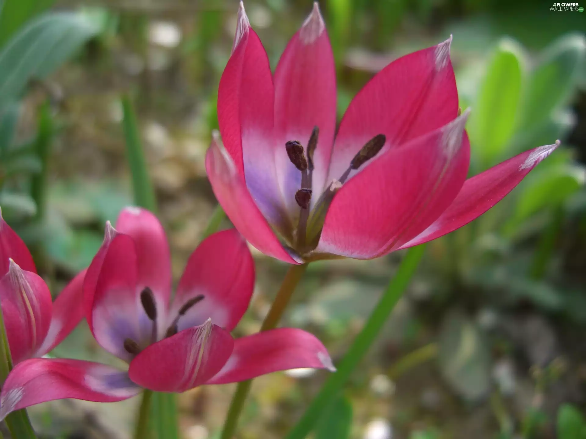 Pink, Tulips, Flowers