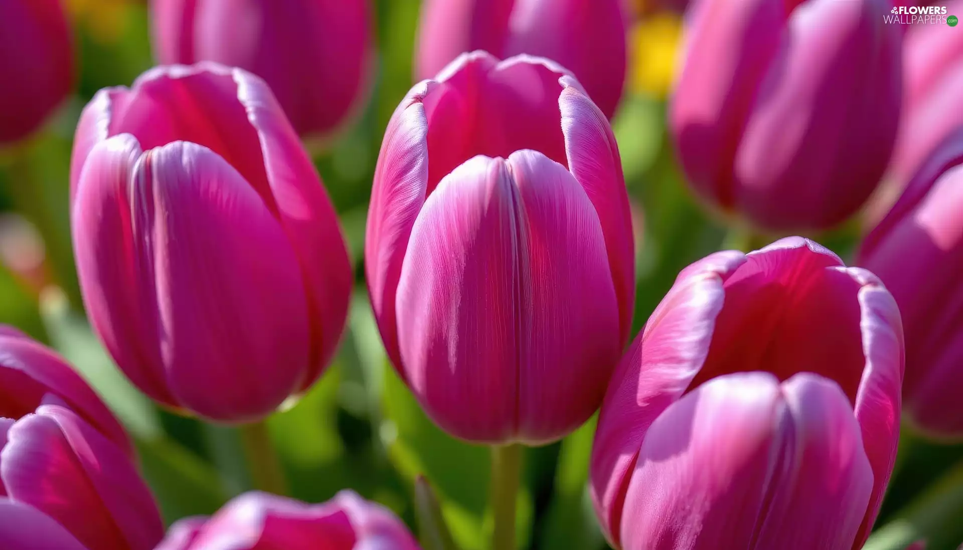 dark pink, Flowers, rapprochement, Tulips