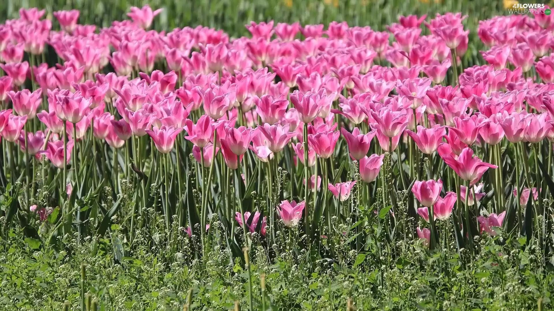 Pink, Tulips, Flowers