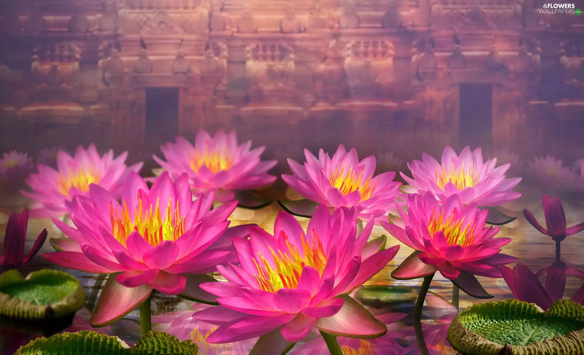 Flowers, lilies, water, Pink