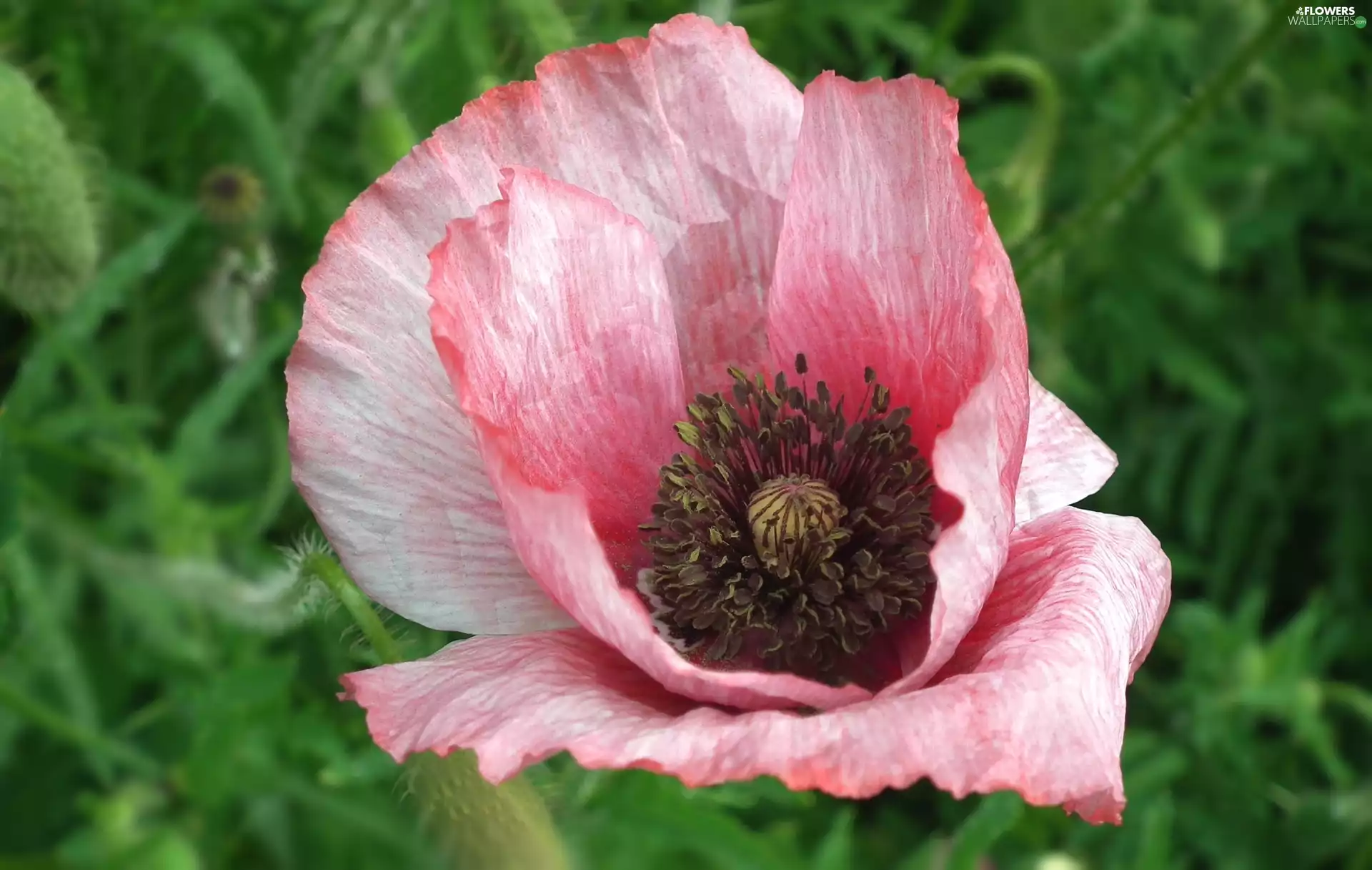 nature, red weed, Pink, Colourfull Flowers