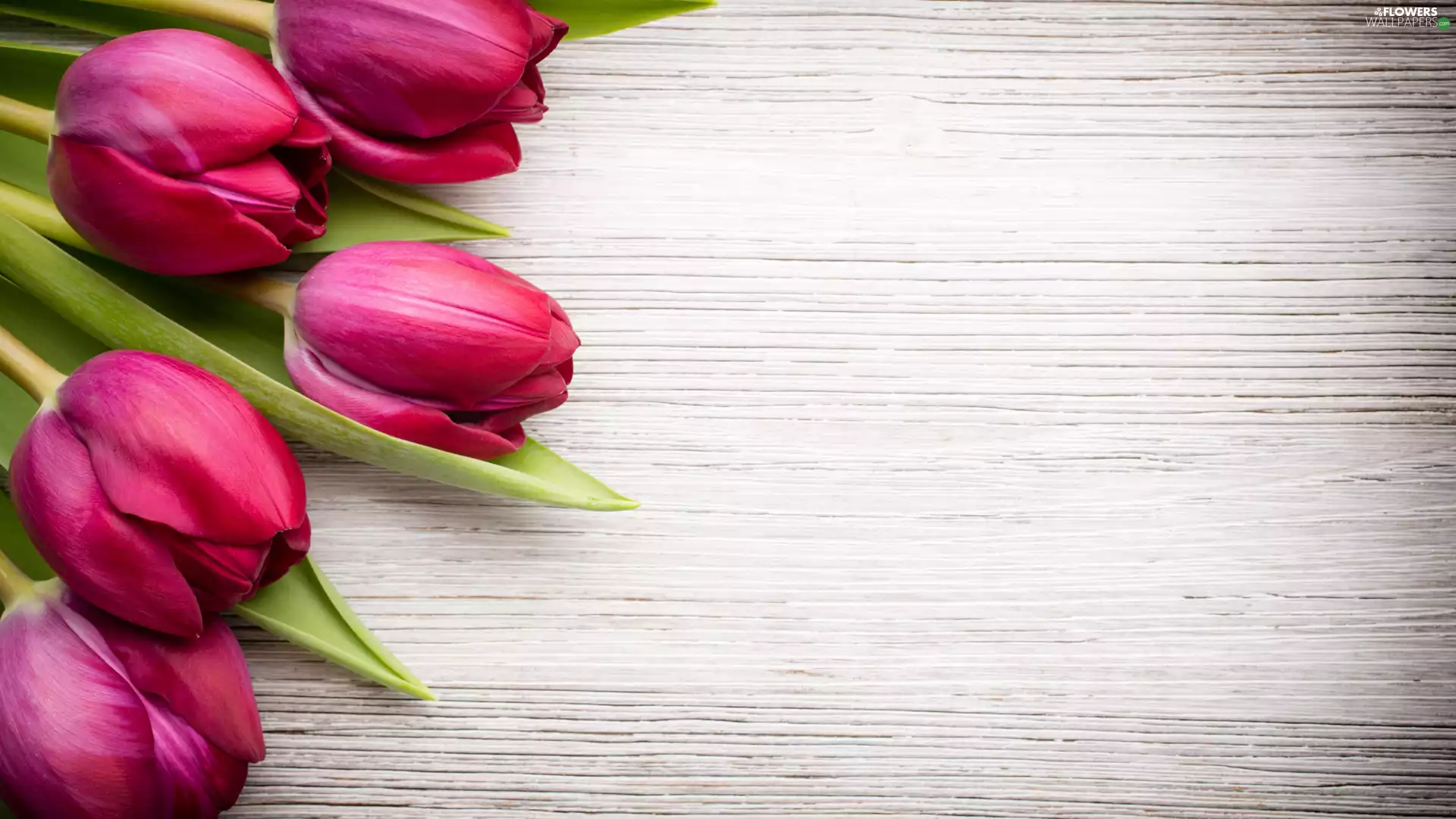 Flowers, Tulips, Wood, Pink