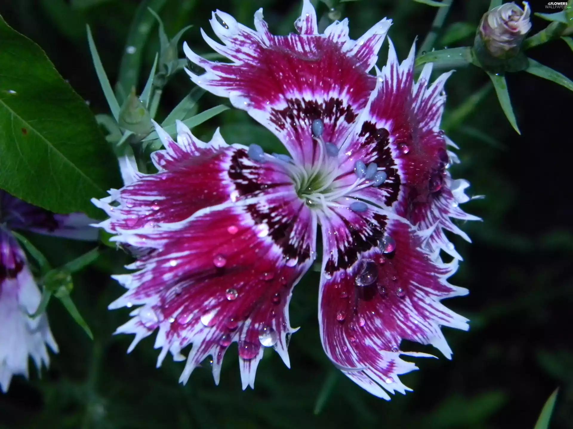 Pink Garden