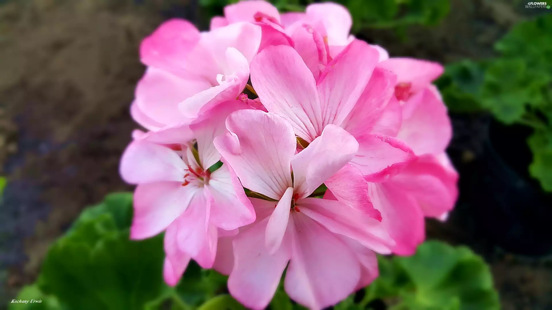 Pink, geranium