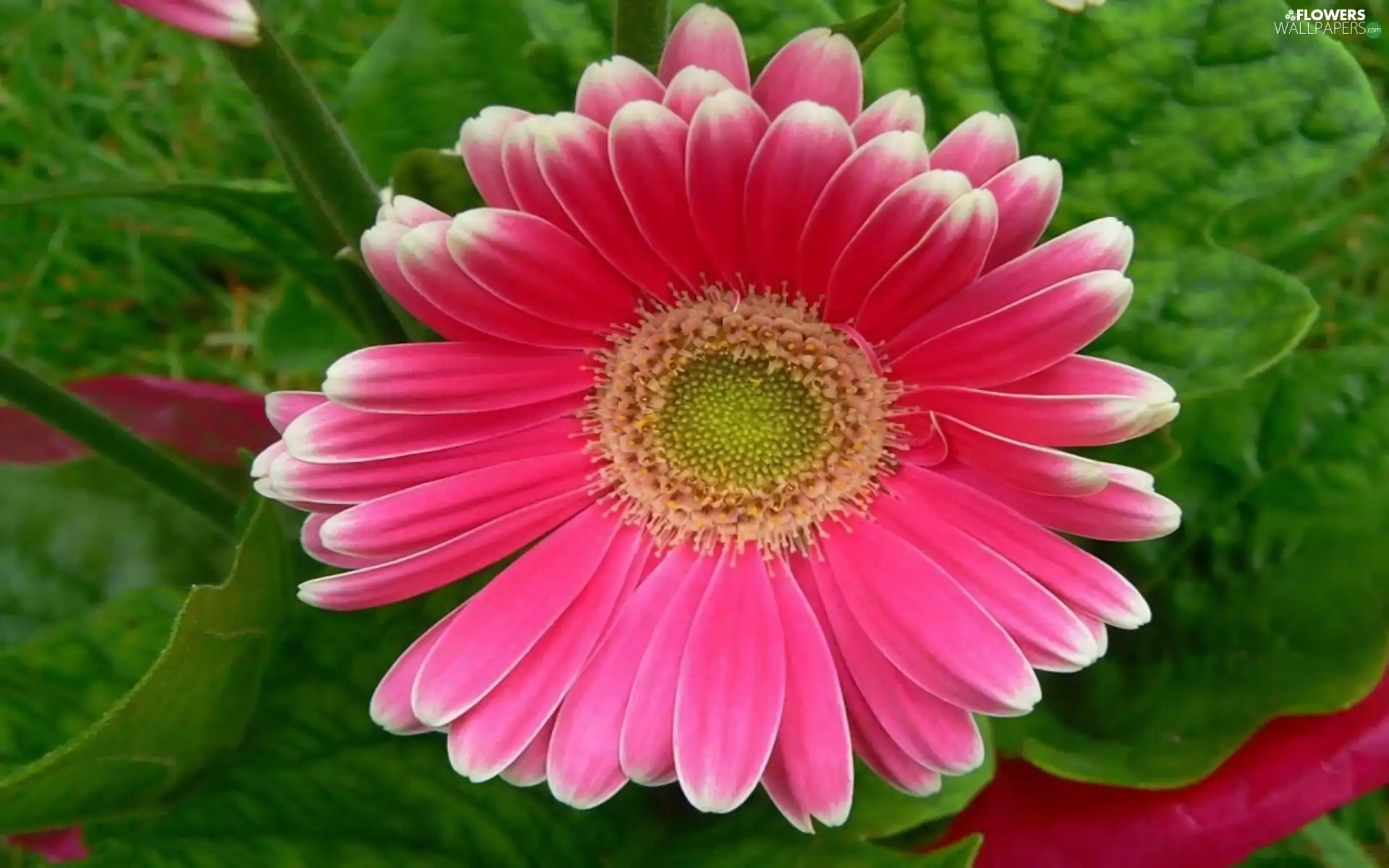 Pink, Gerbera