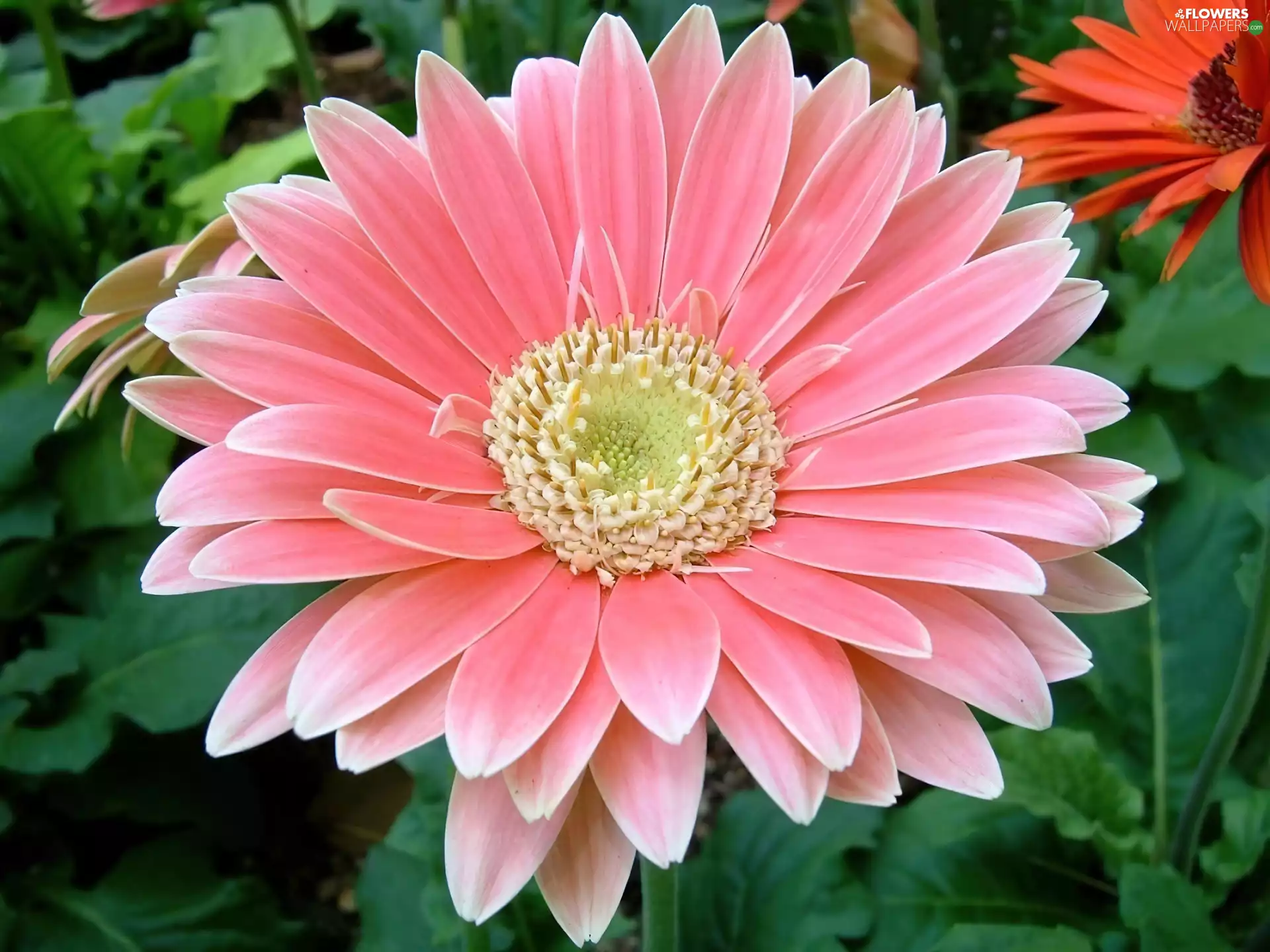 Pink, Gerbera