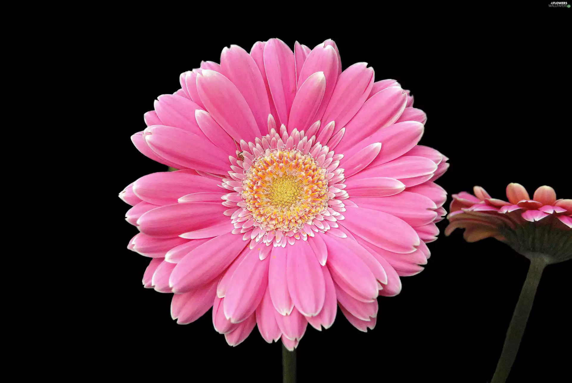 Pink, gerberas