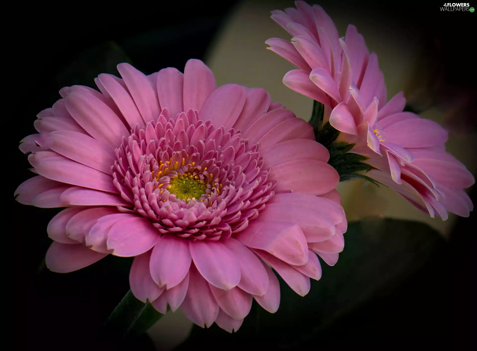 Pink, gerberas