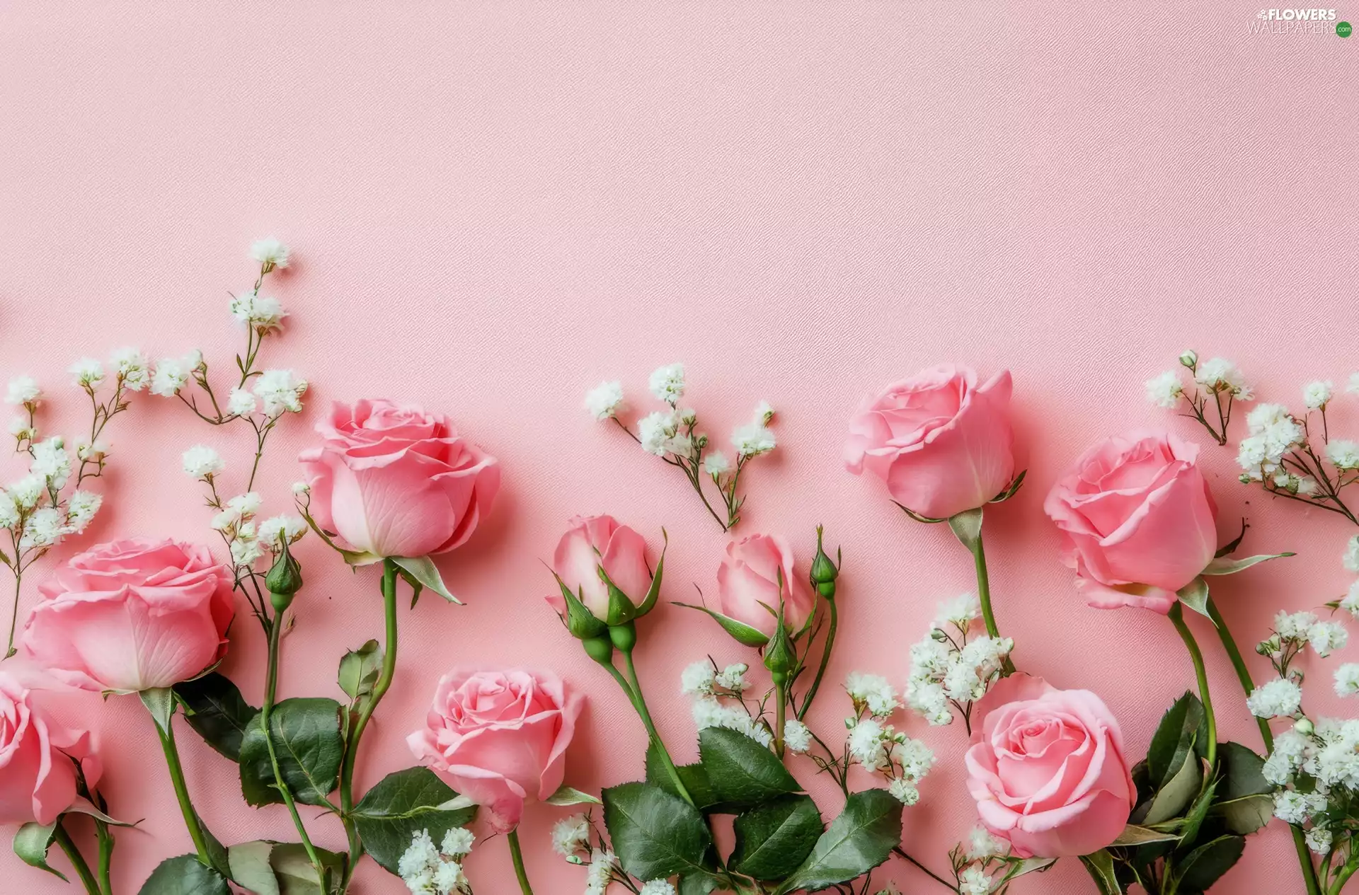 roses, Flowers, Gipsówka, Pink Background, White, Pink