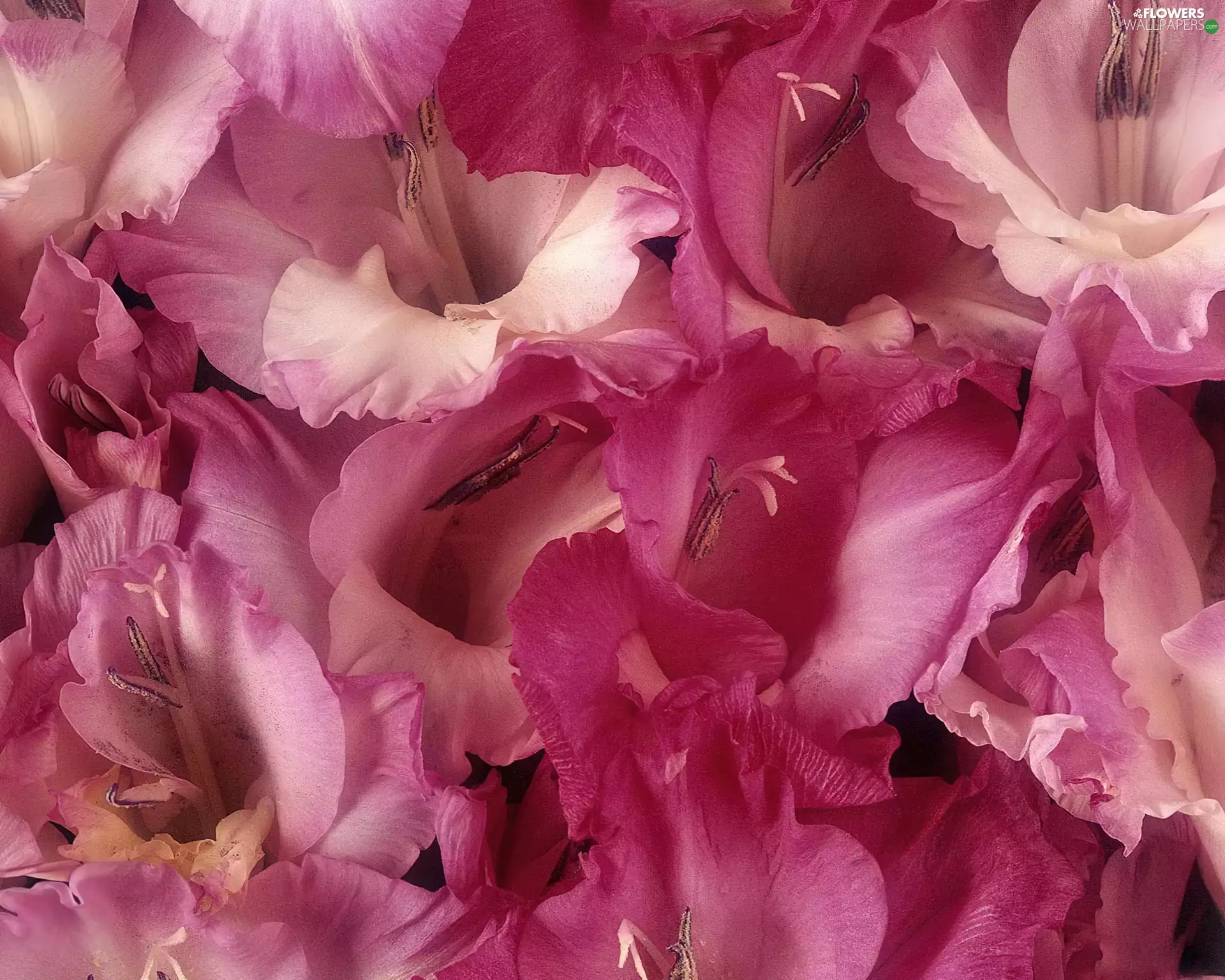 Pink, gladiolus