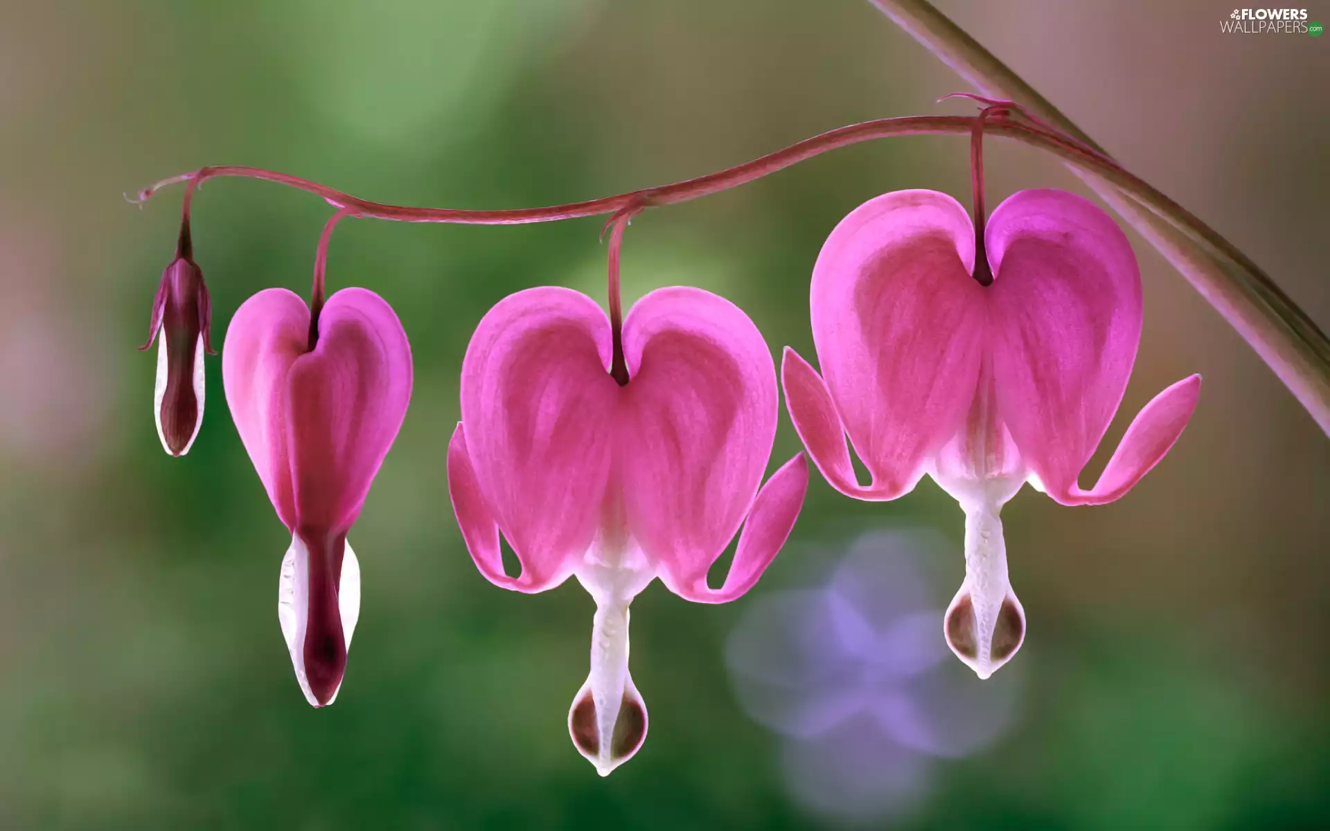 Pink, Flowers, hearts