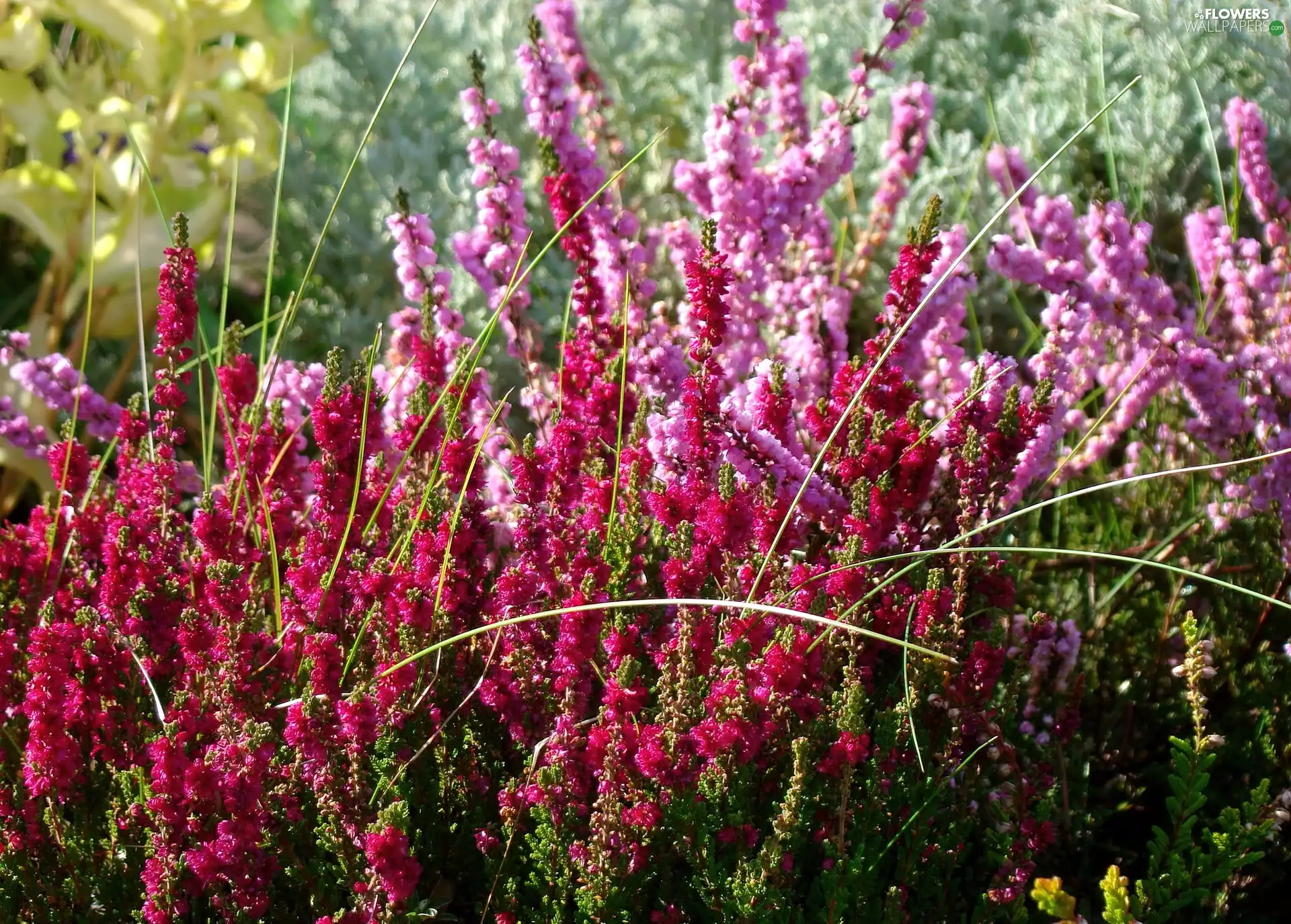 heathers, lilac, dark pink