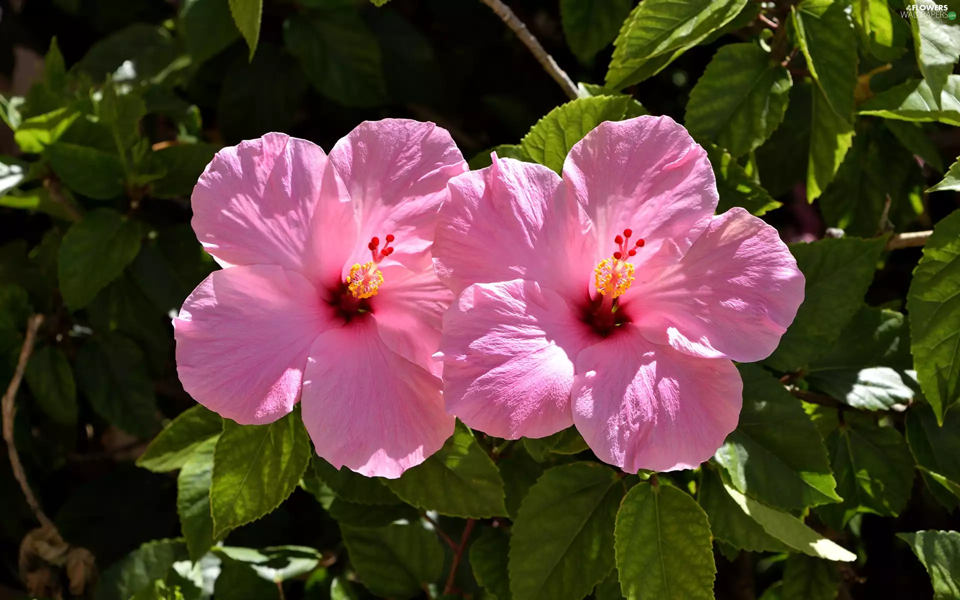 Pink, hibiscus