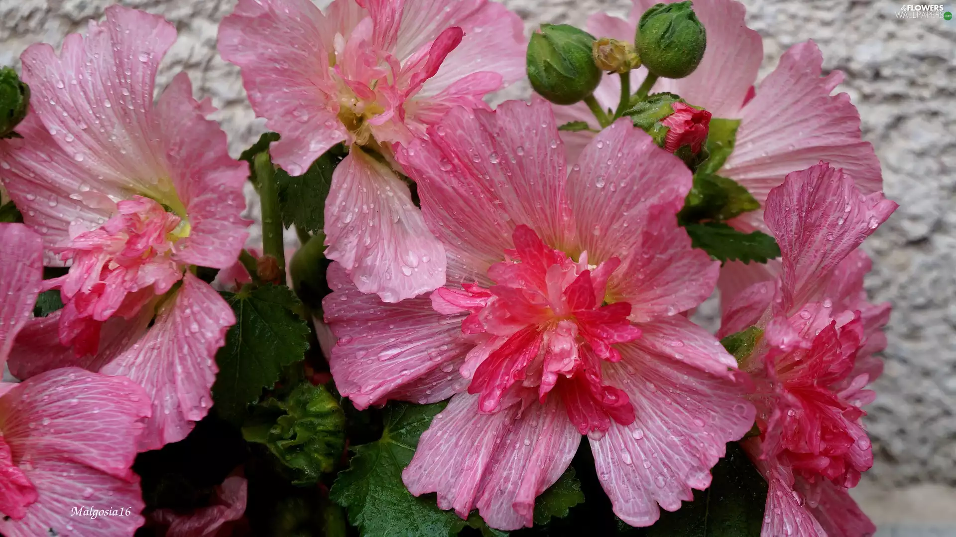 Pink, Hollyhocks