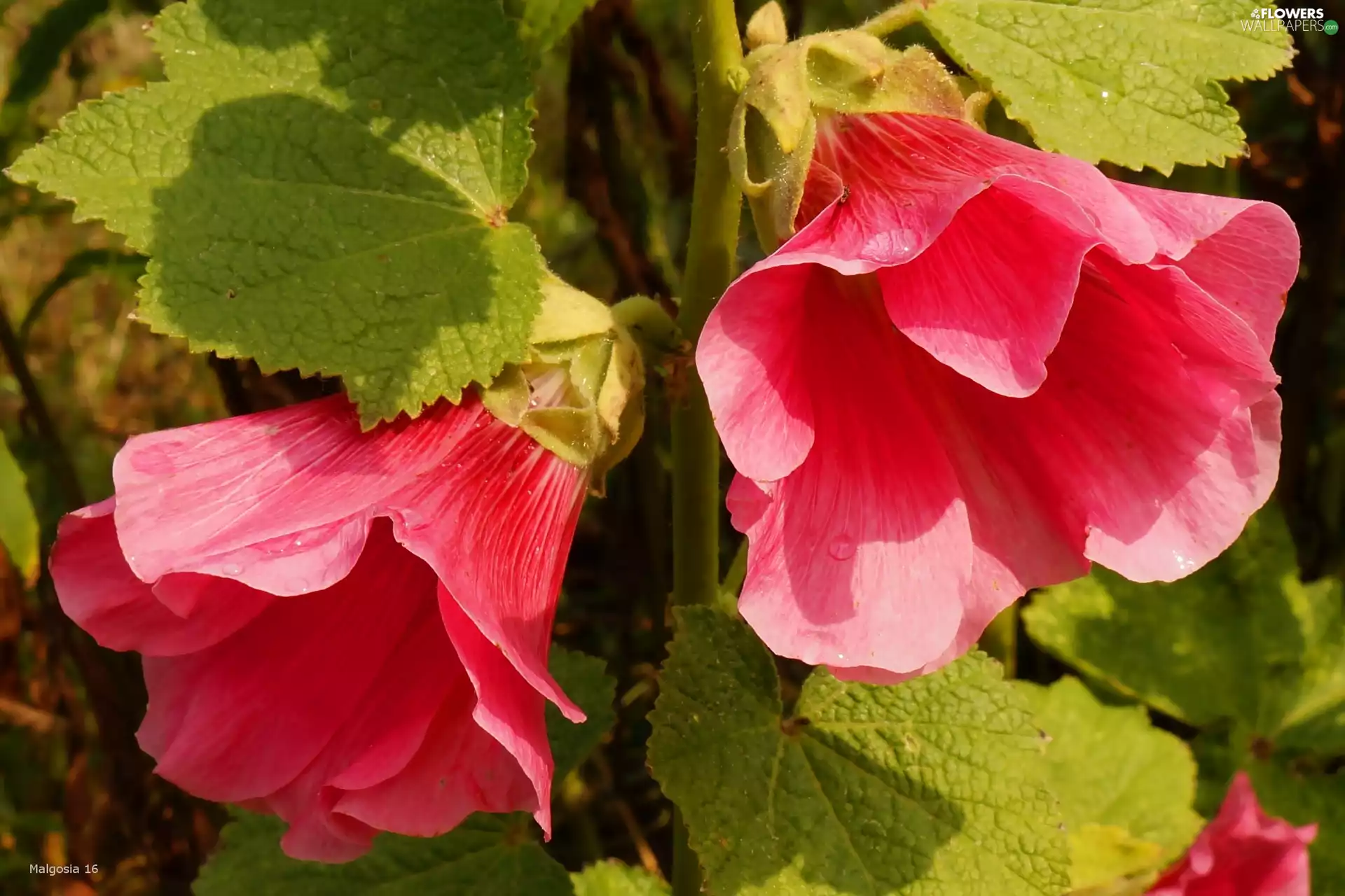 Pink, Hollyhocks