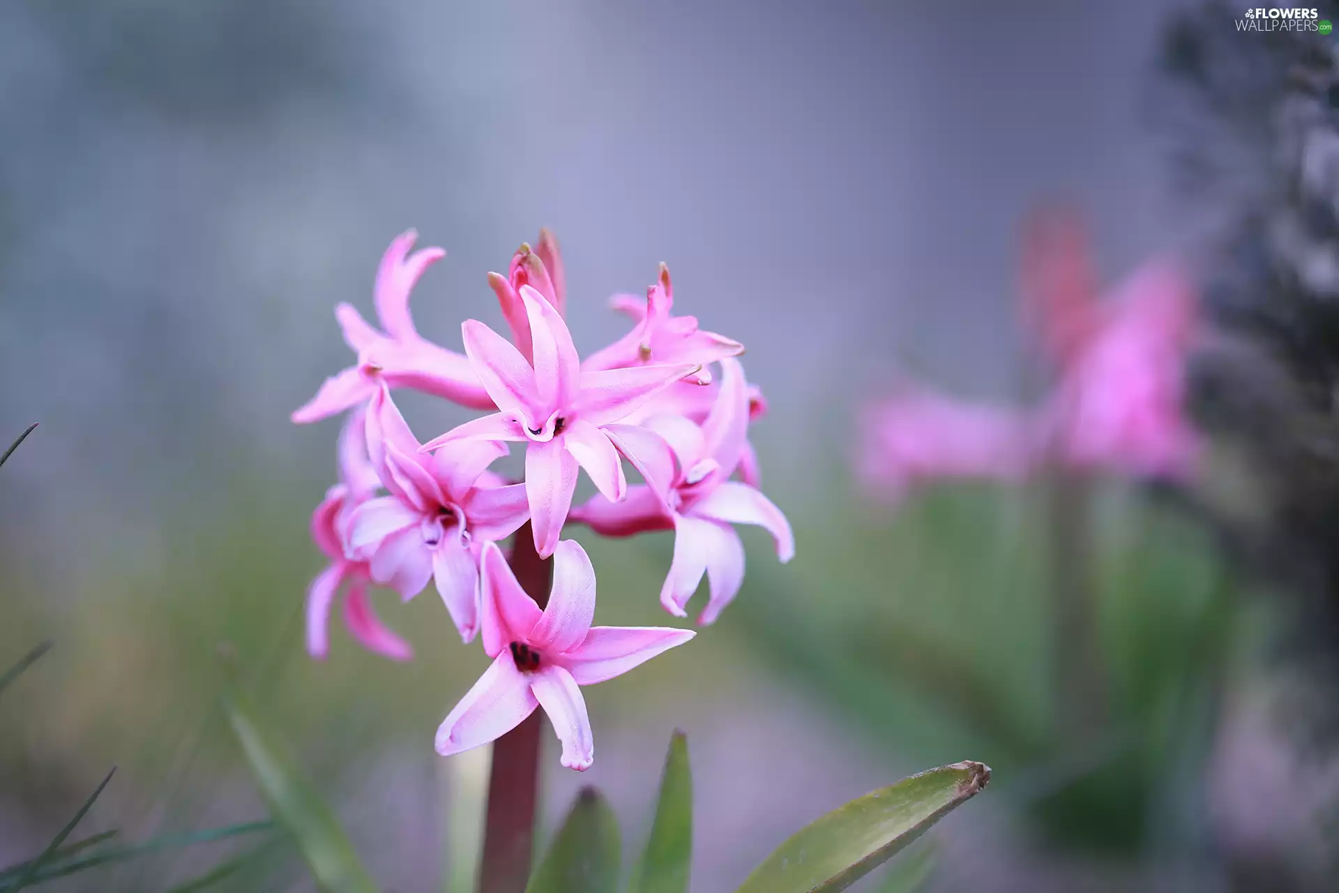 Pink, hyacinth
