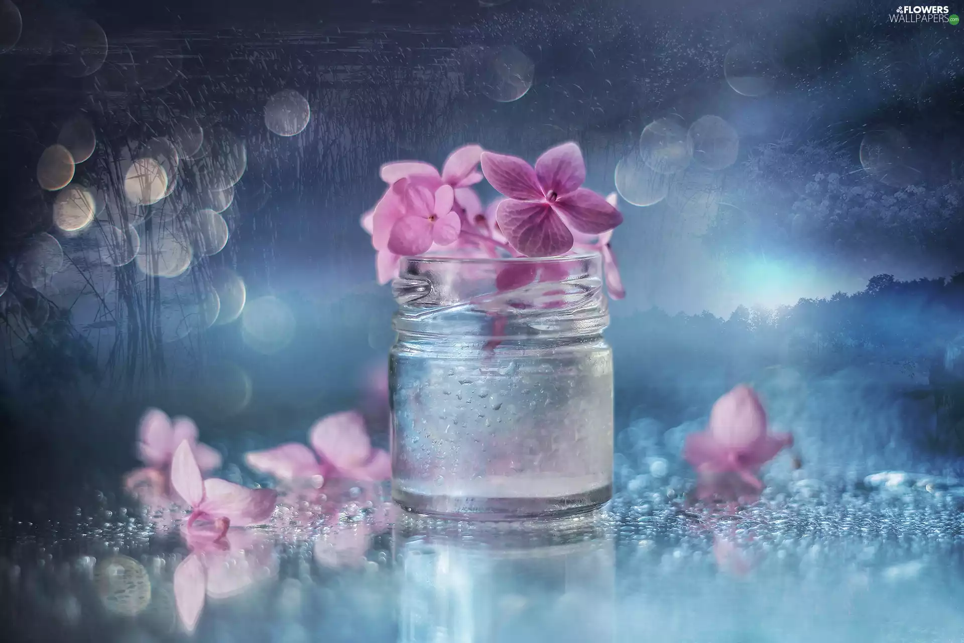 hydrangea, Flowers, Bokeh, Pink