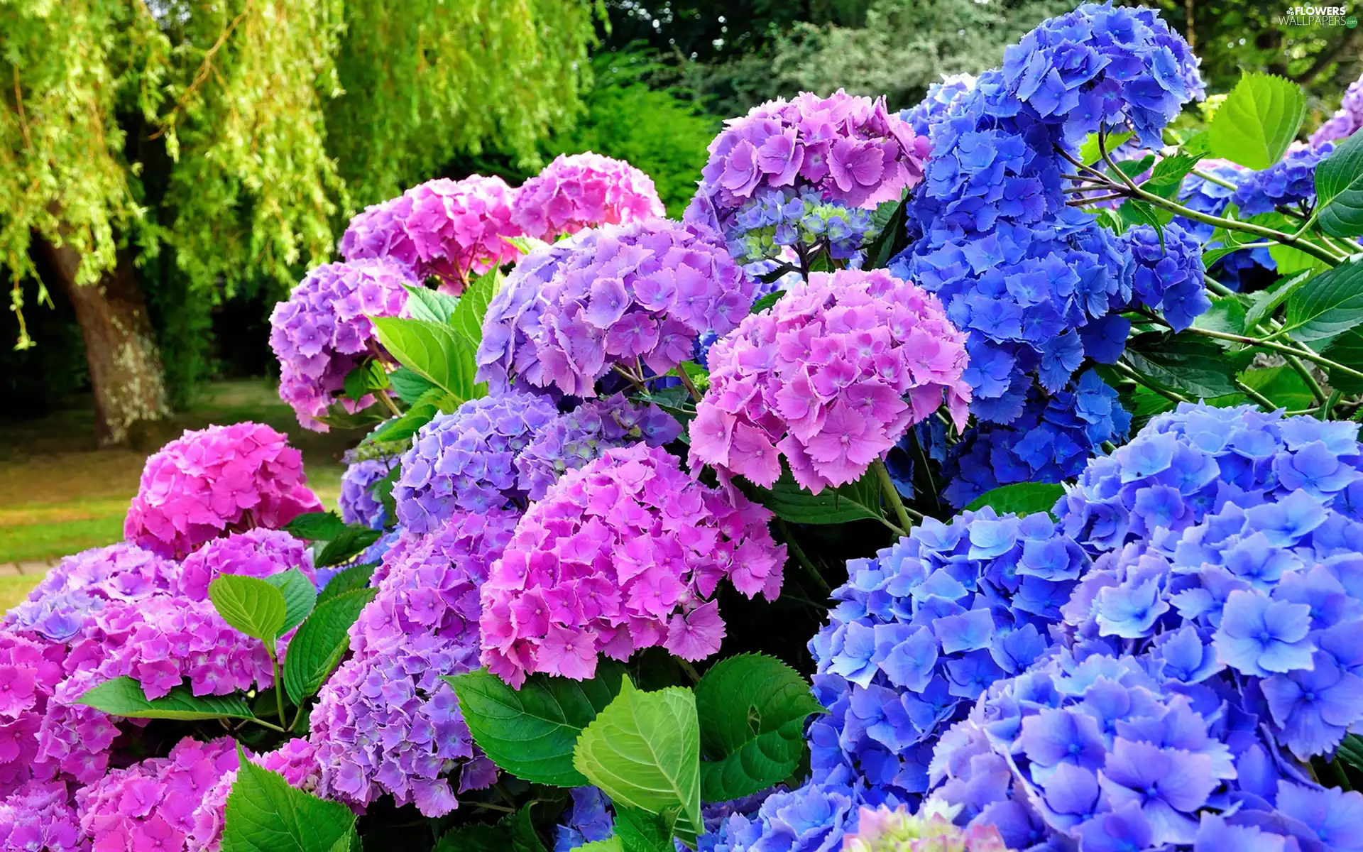 hydrangea, Blue, Flowers, Pink