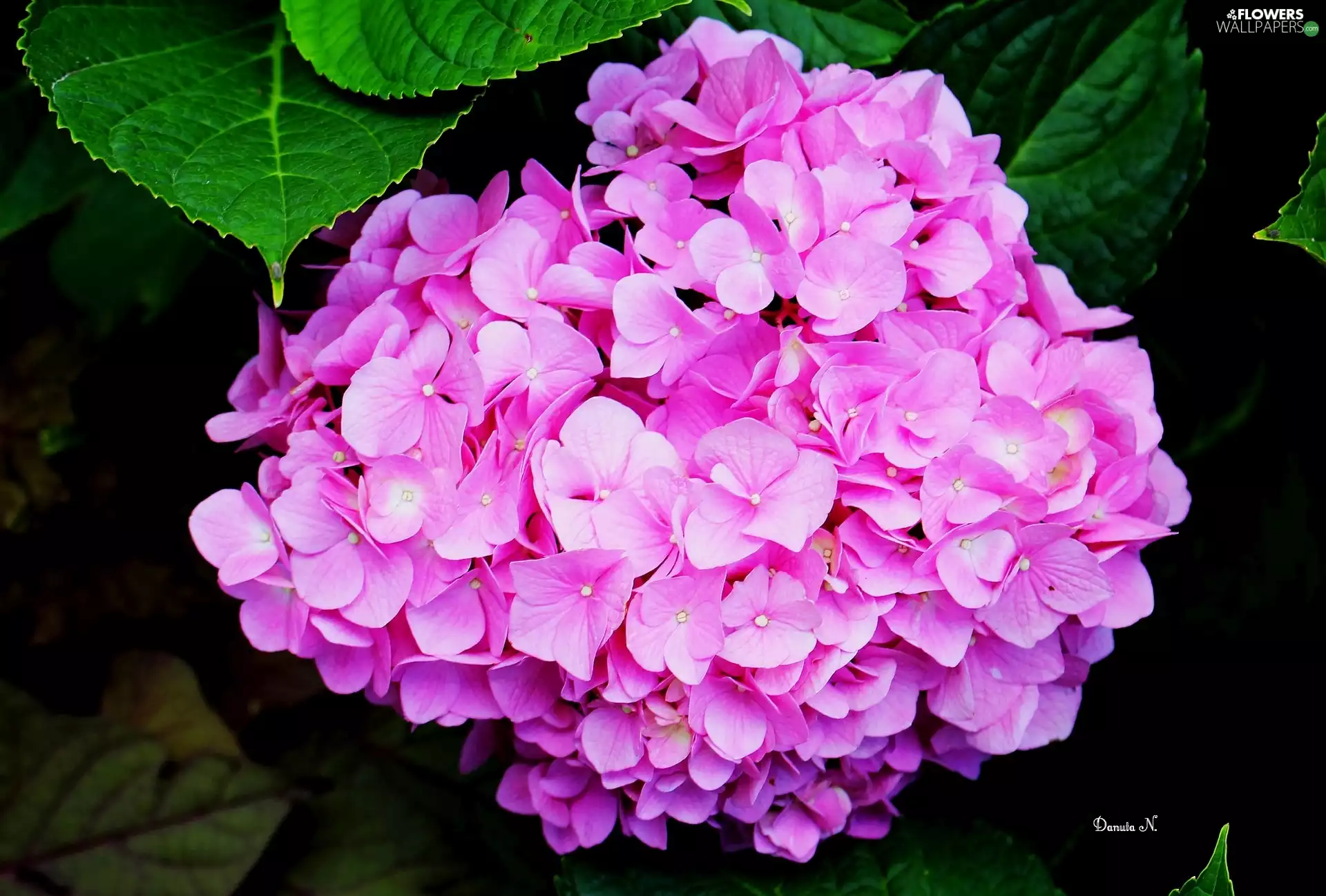 hydrangea, Colourfull Flowers, Pink