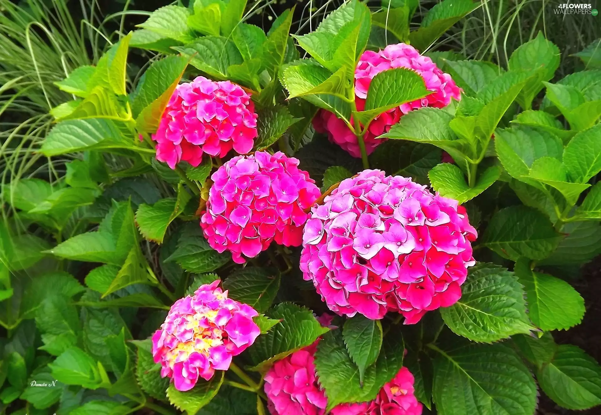 hydrangea, Leaf, Garden, Pink