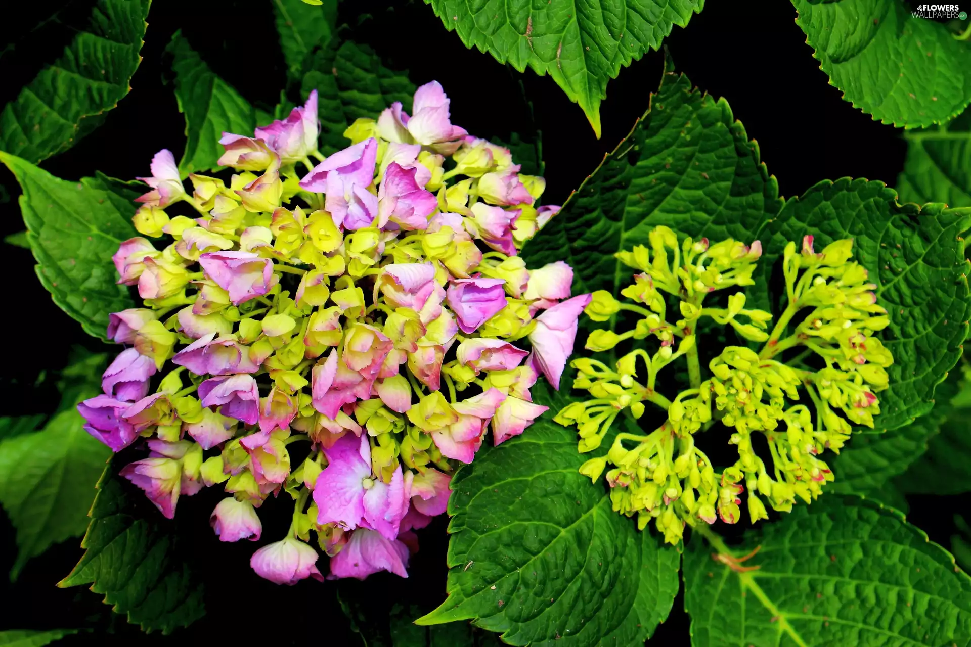 hydrangea, Leaf, Garden, Pink