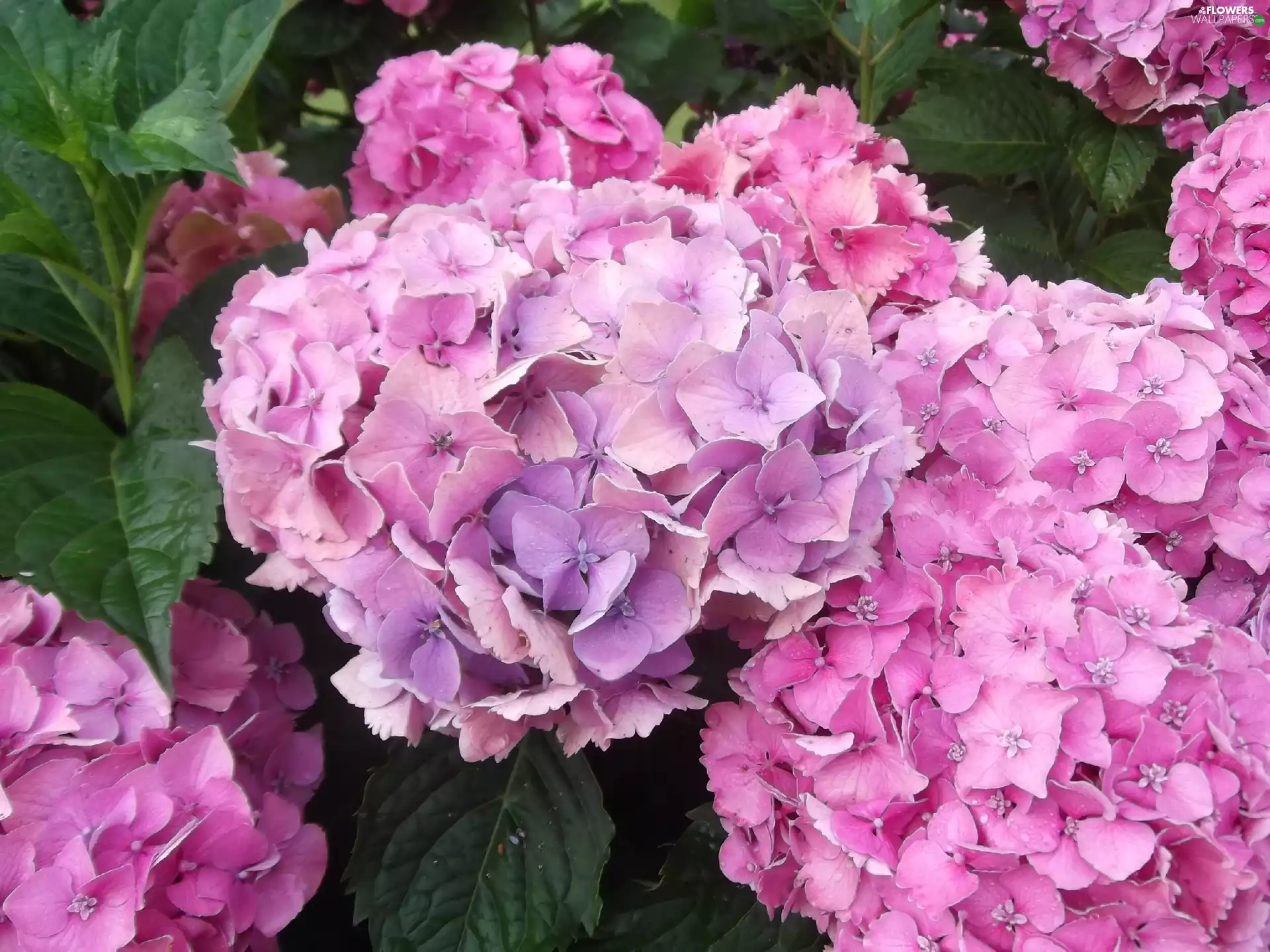 Pink, hydrangea