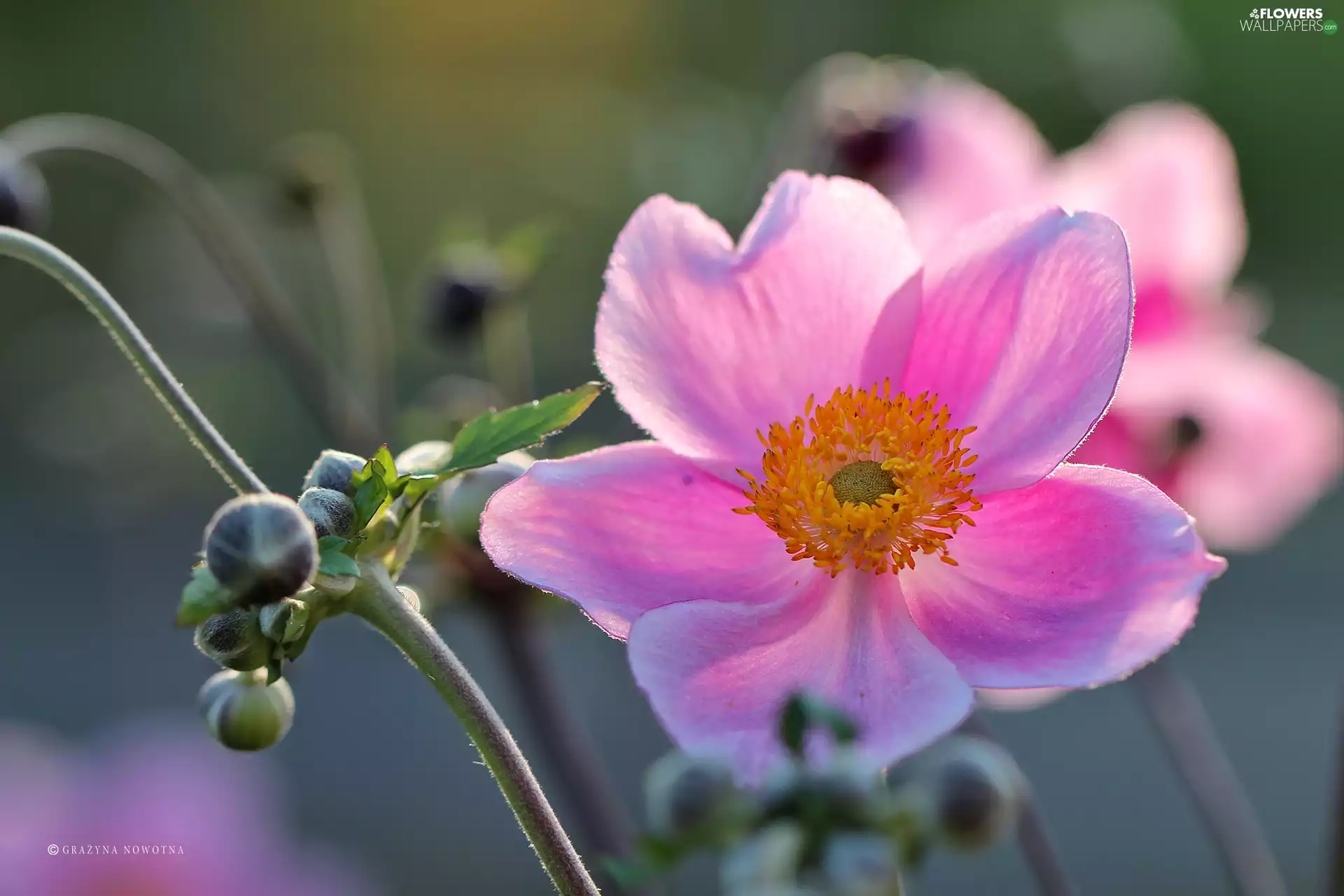 Colourfull Flowers, Japanese anemone, Pink