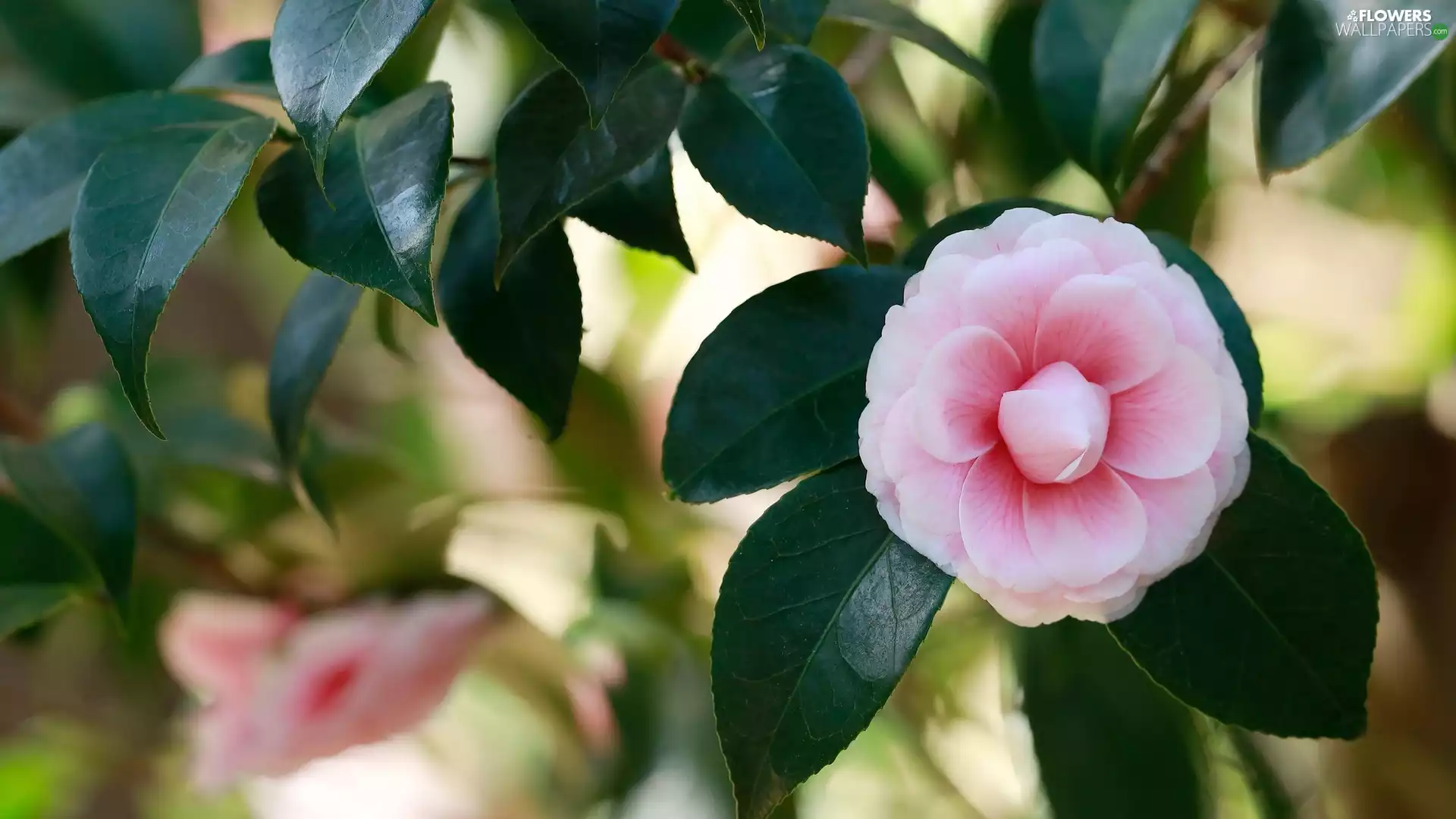 green ones, Leaf, Pink, camellia, Colourfull Flowers