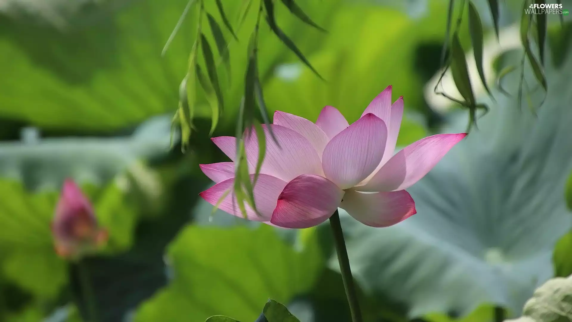 green ones, Leaf, Pink, lotus, Colourfull Flowers
