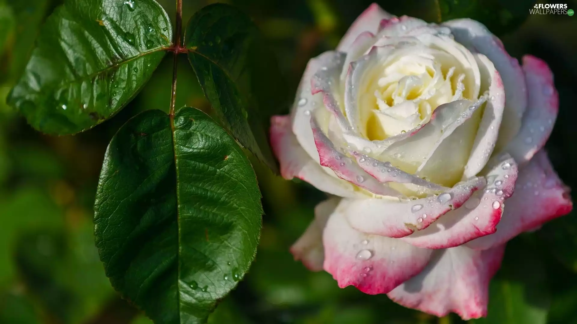 white-pink, Leaf, drops, rose