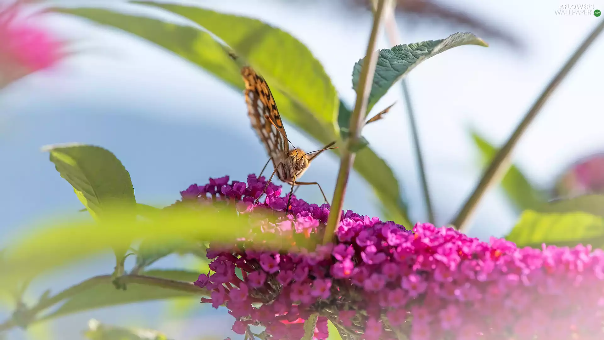 butterfly bush, leaves, Pink, Colourfull Flowers, butterfly