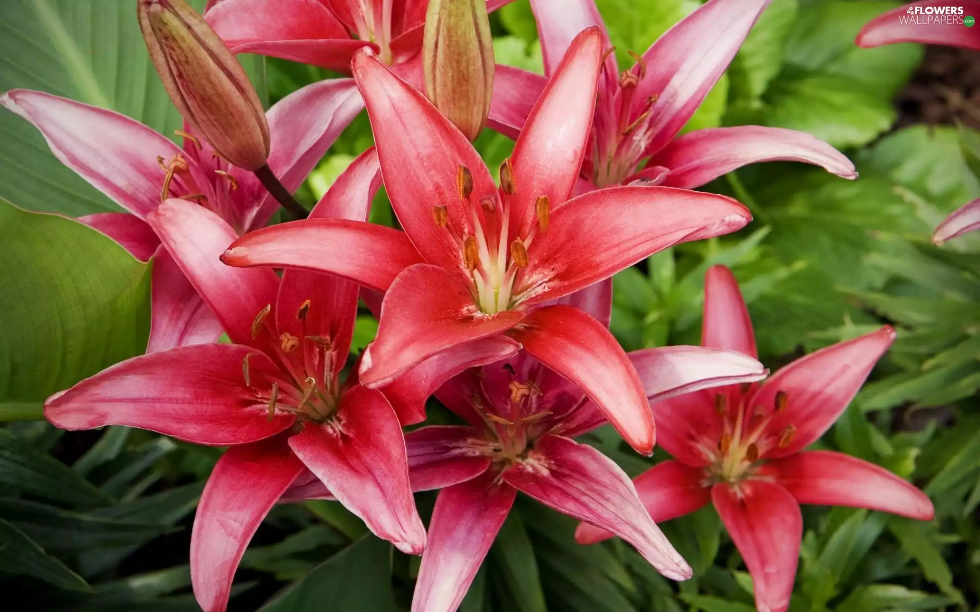 Pink, lilies