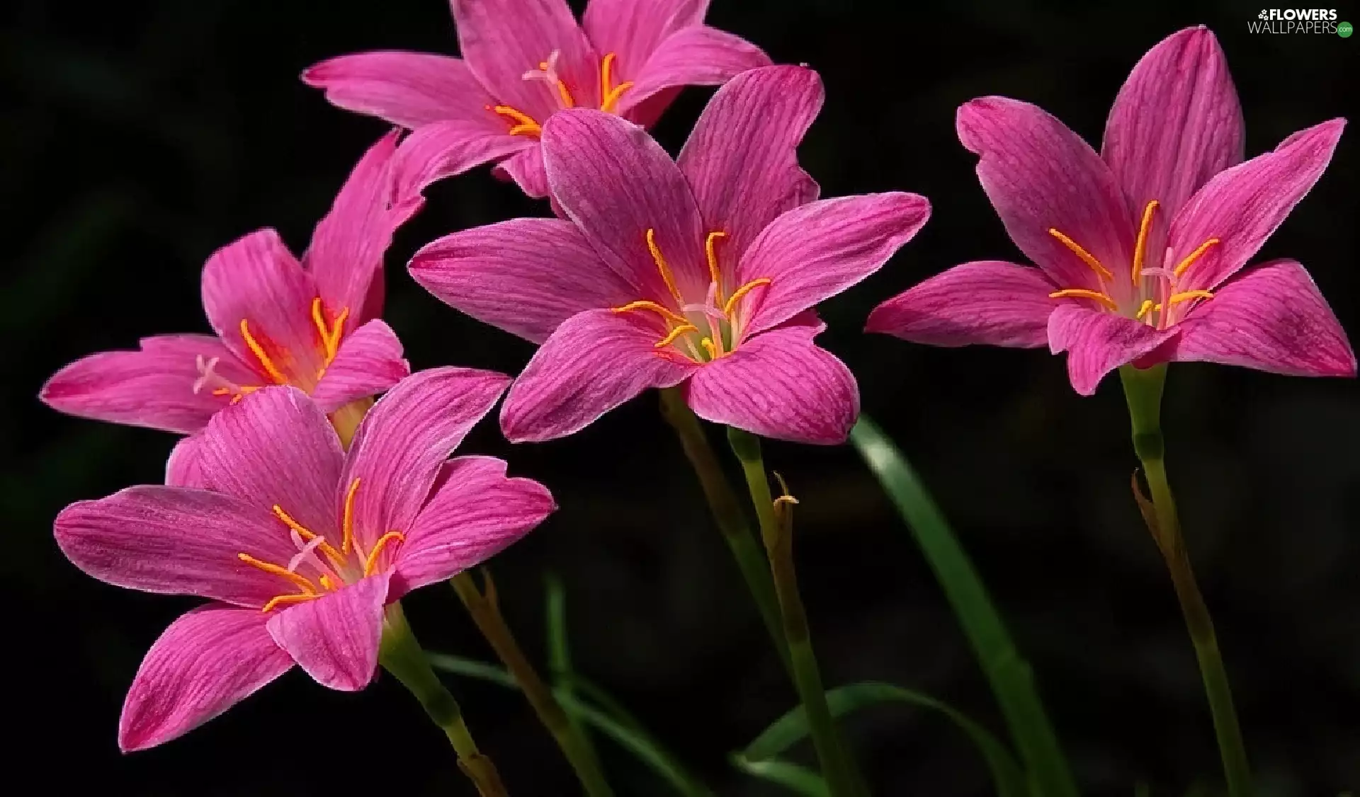 Pink, lilies