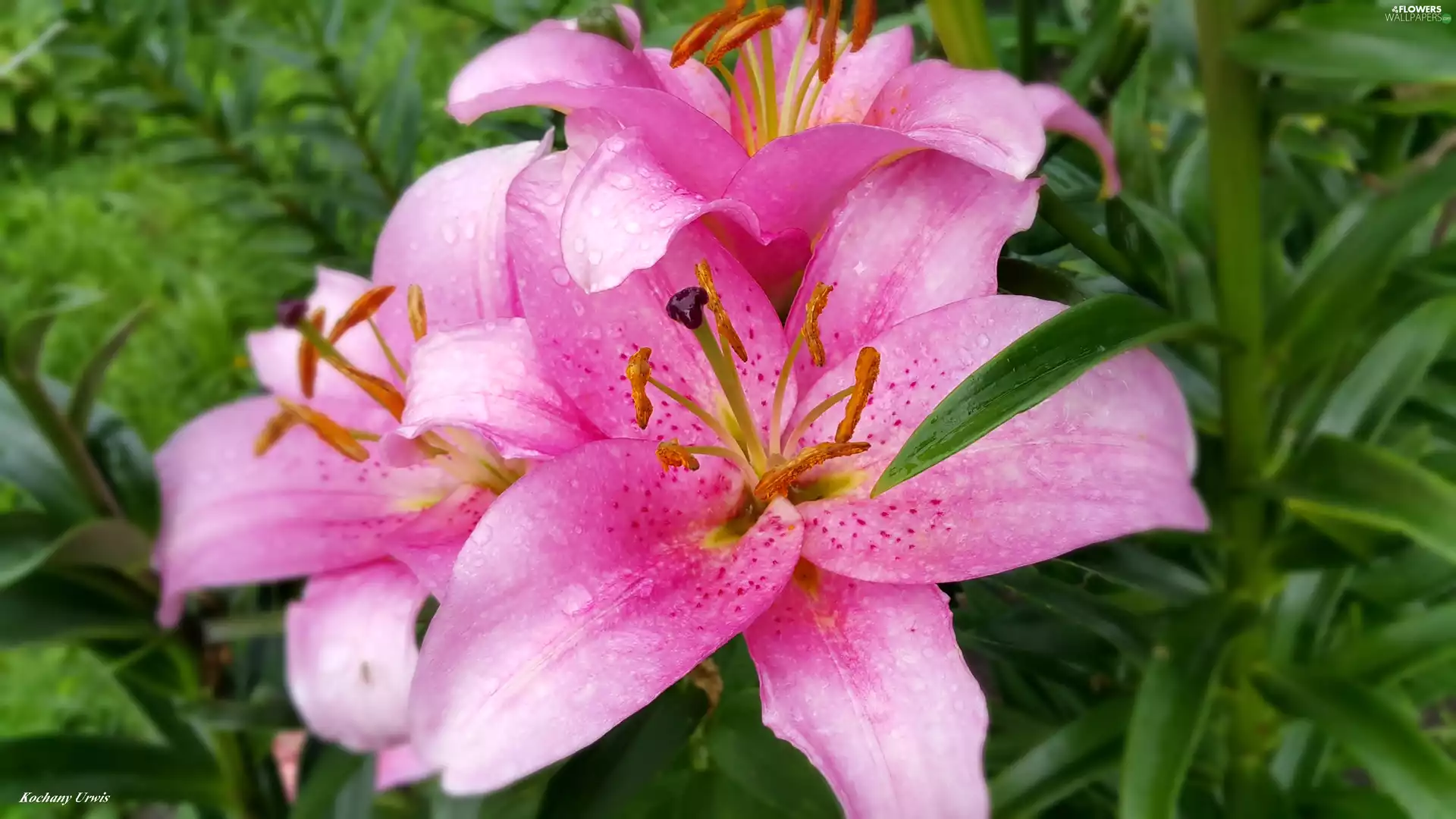 Pink, lilies
