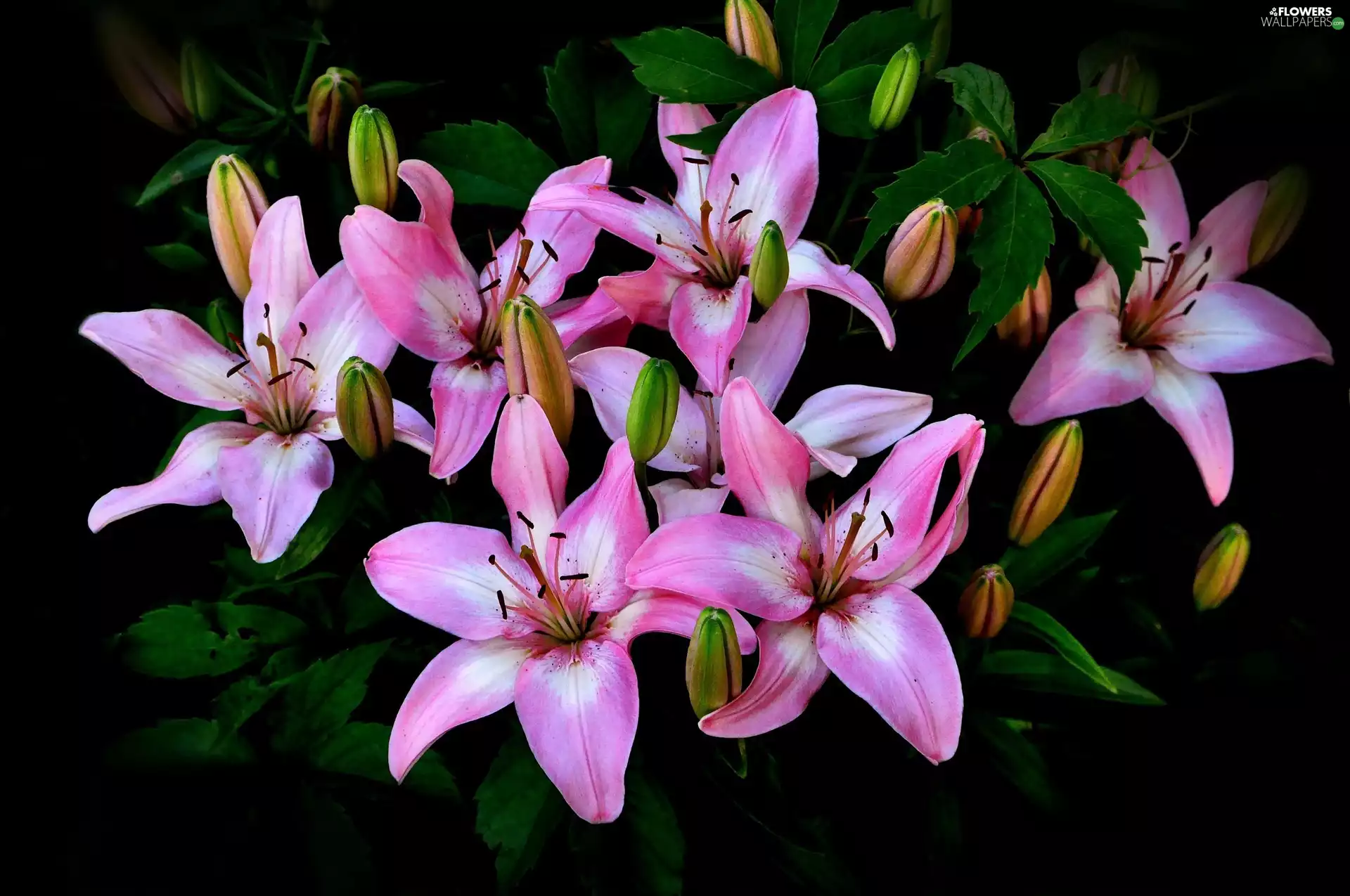Pink, lilies