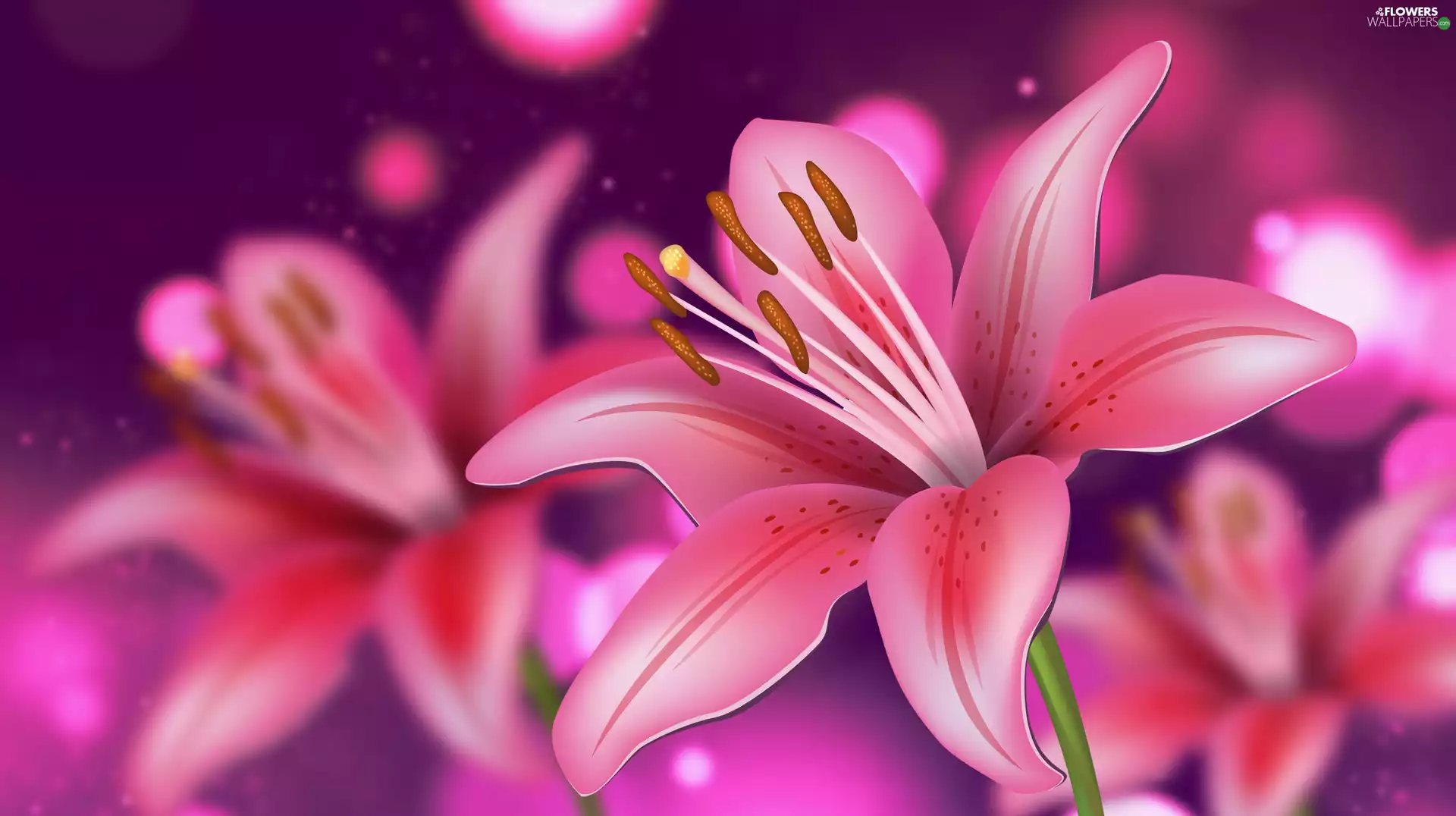 lilies, 2D Graphics, Pink