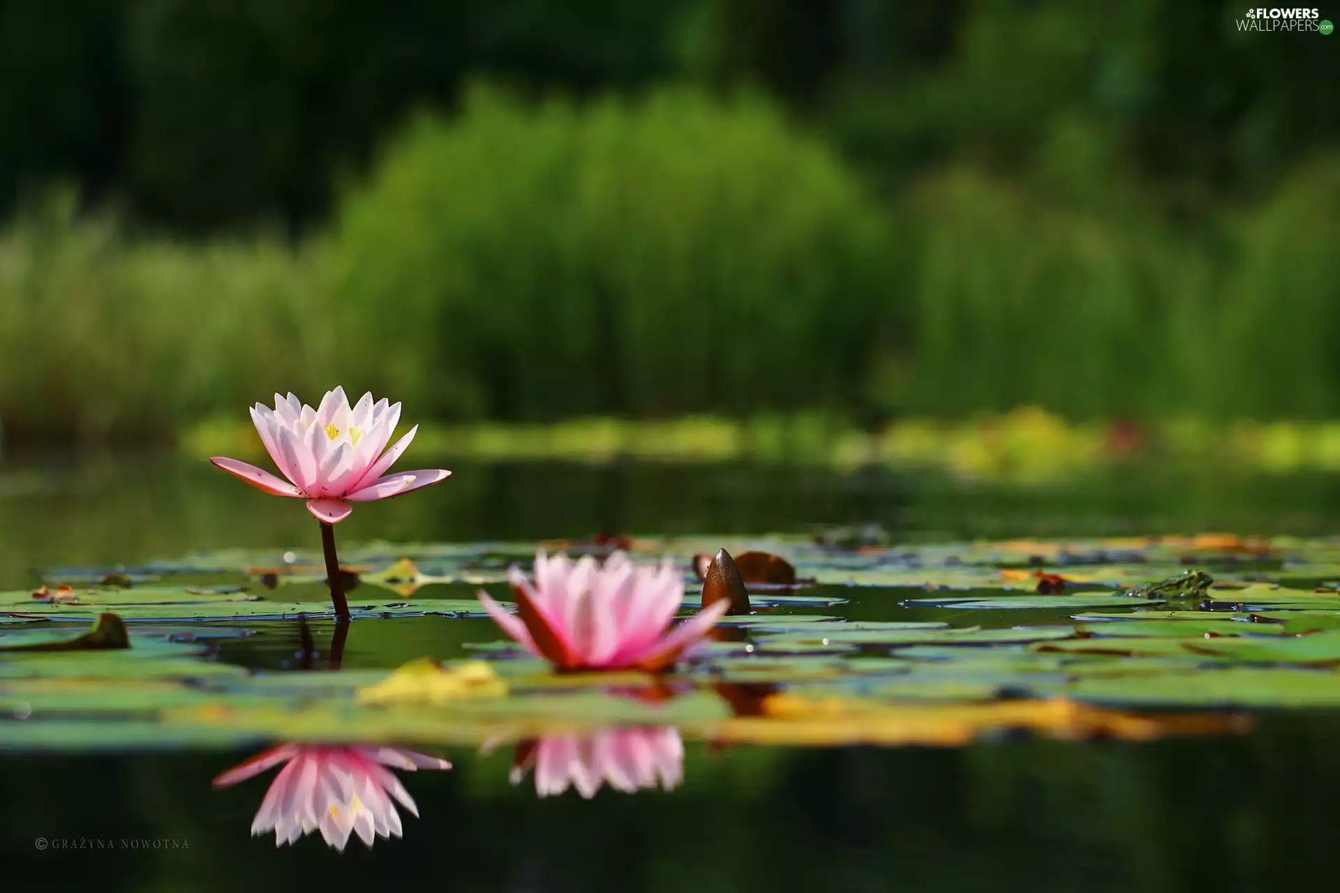 lilies, Nenufary, Pink, water
