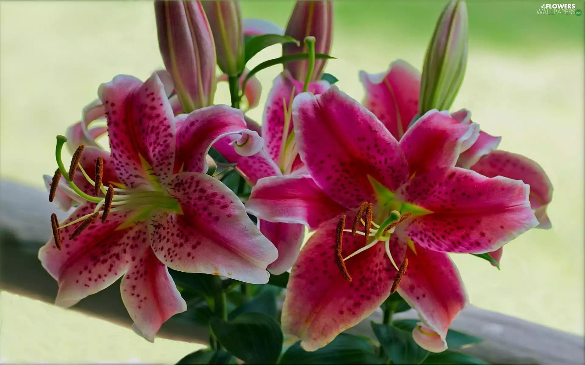 Pink, tiger Lilies