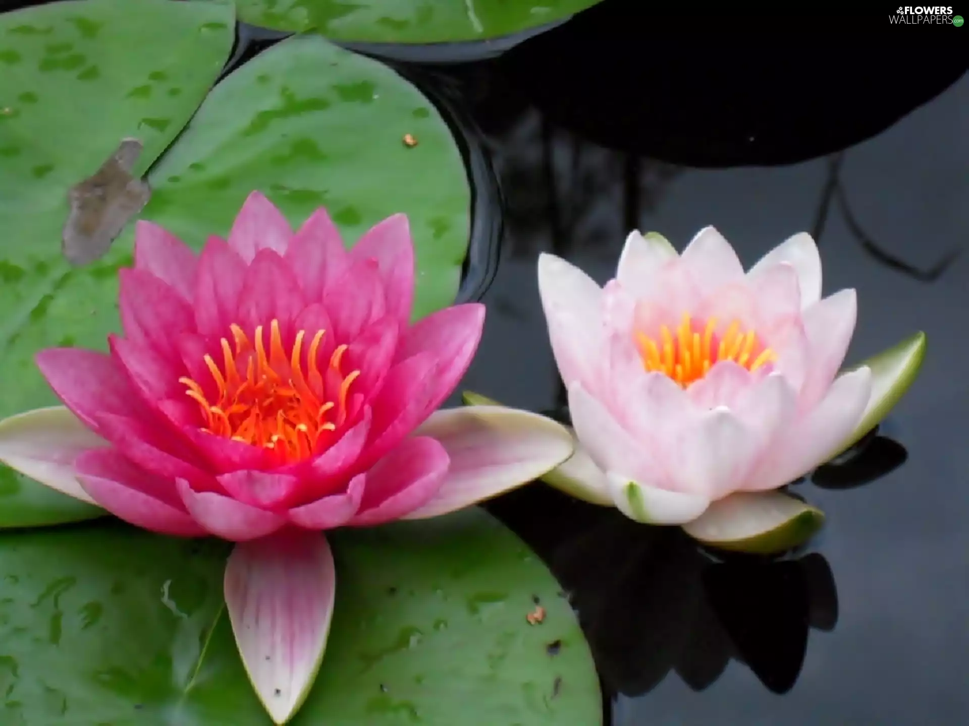 Pink, Water lilies