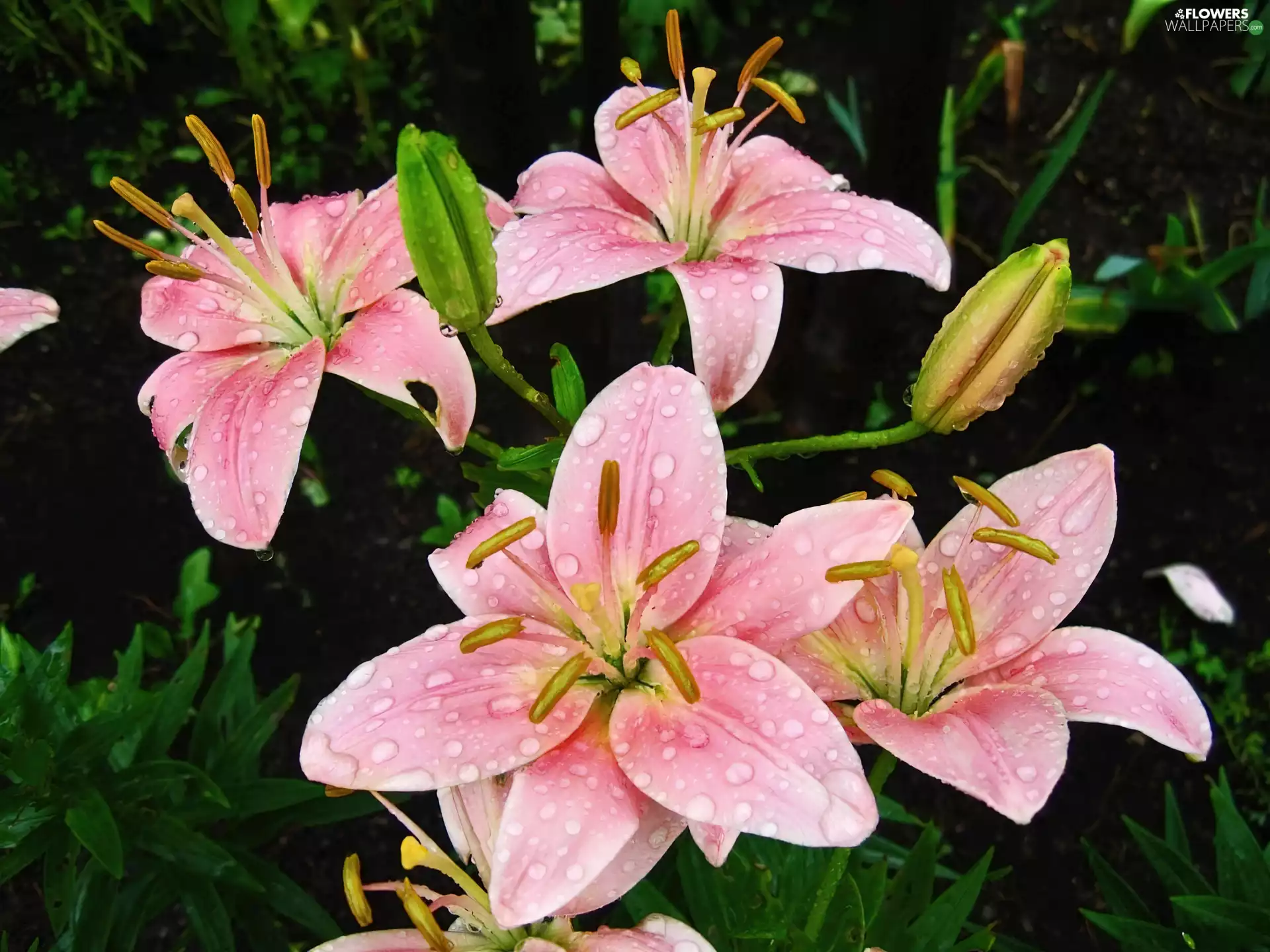 Pink, lilies