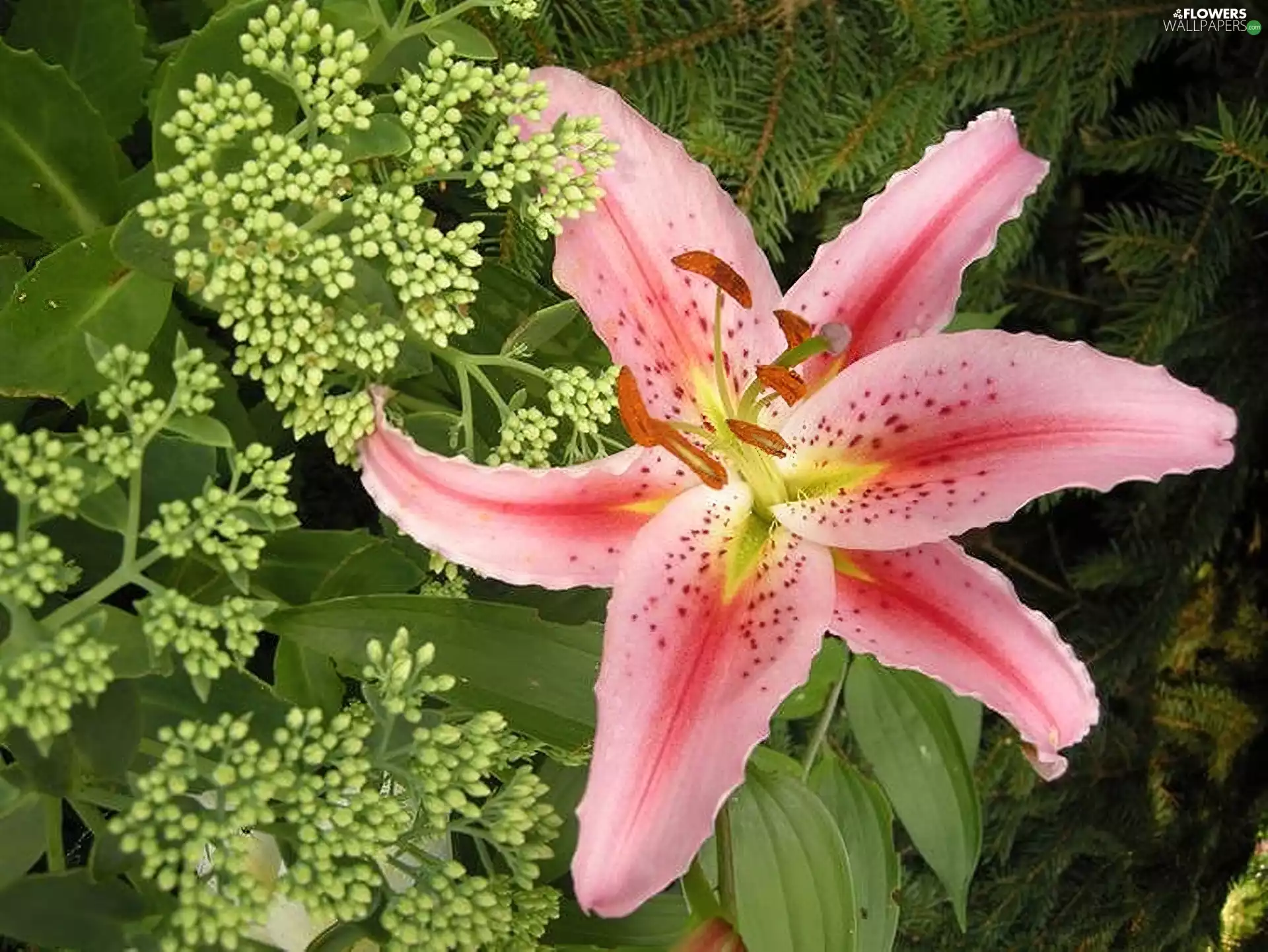 Pink, Lily