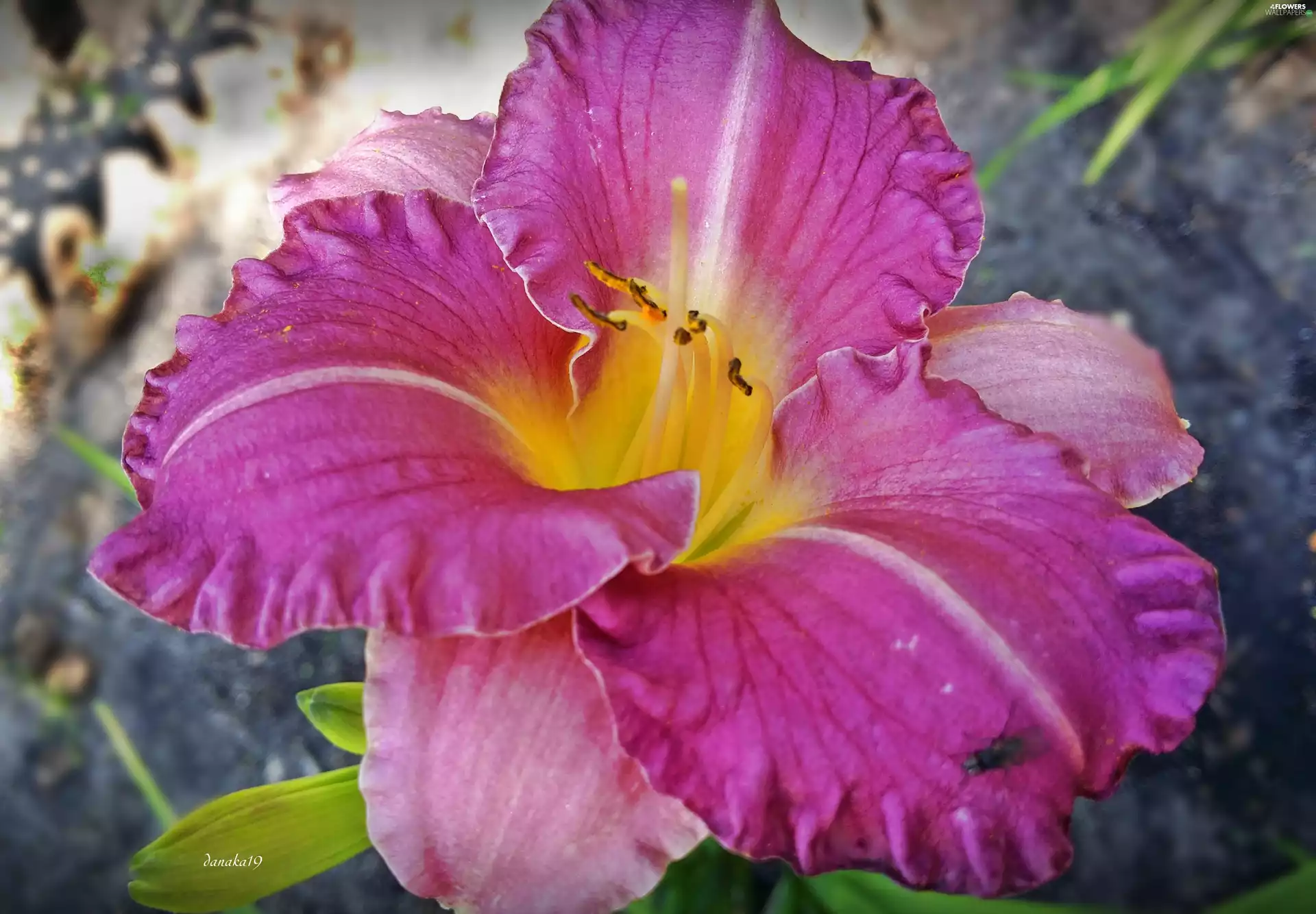 lily, Colourfull Flowers, Pink