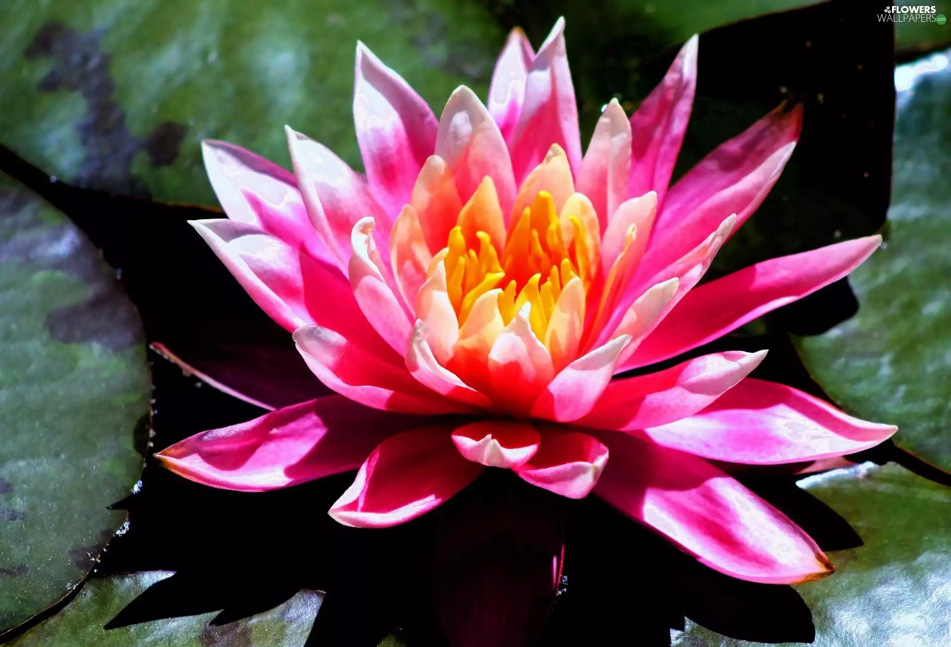 Pink, water-lily