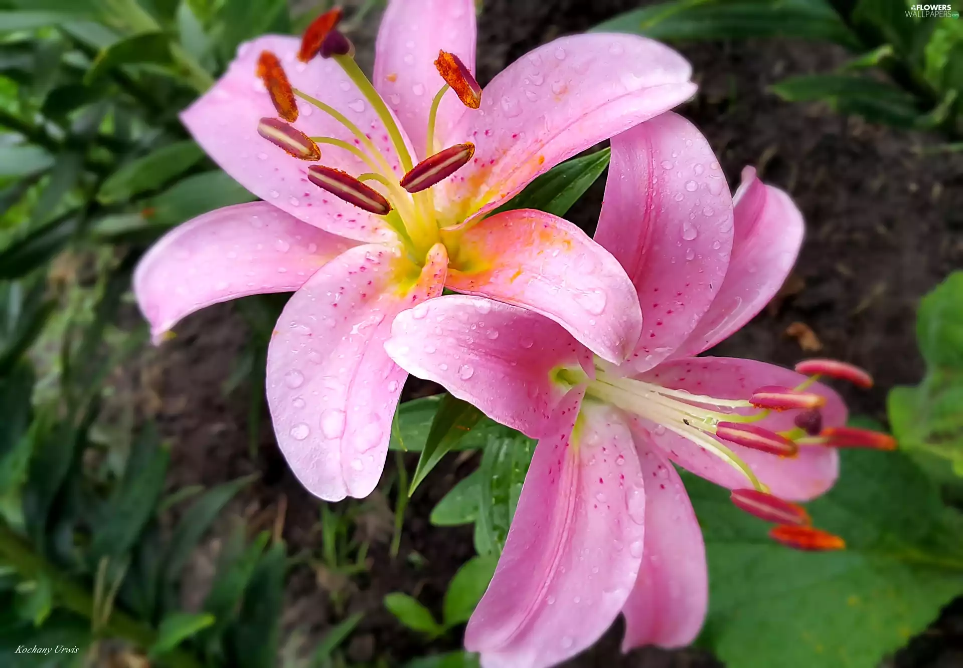 Pink, Lily